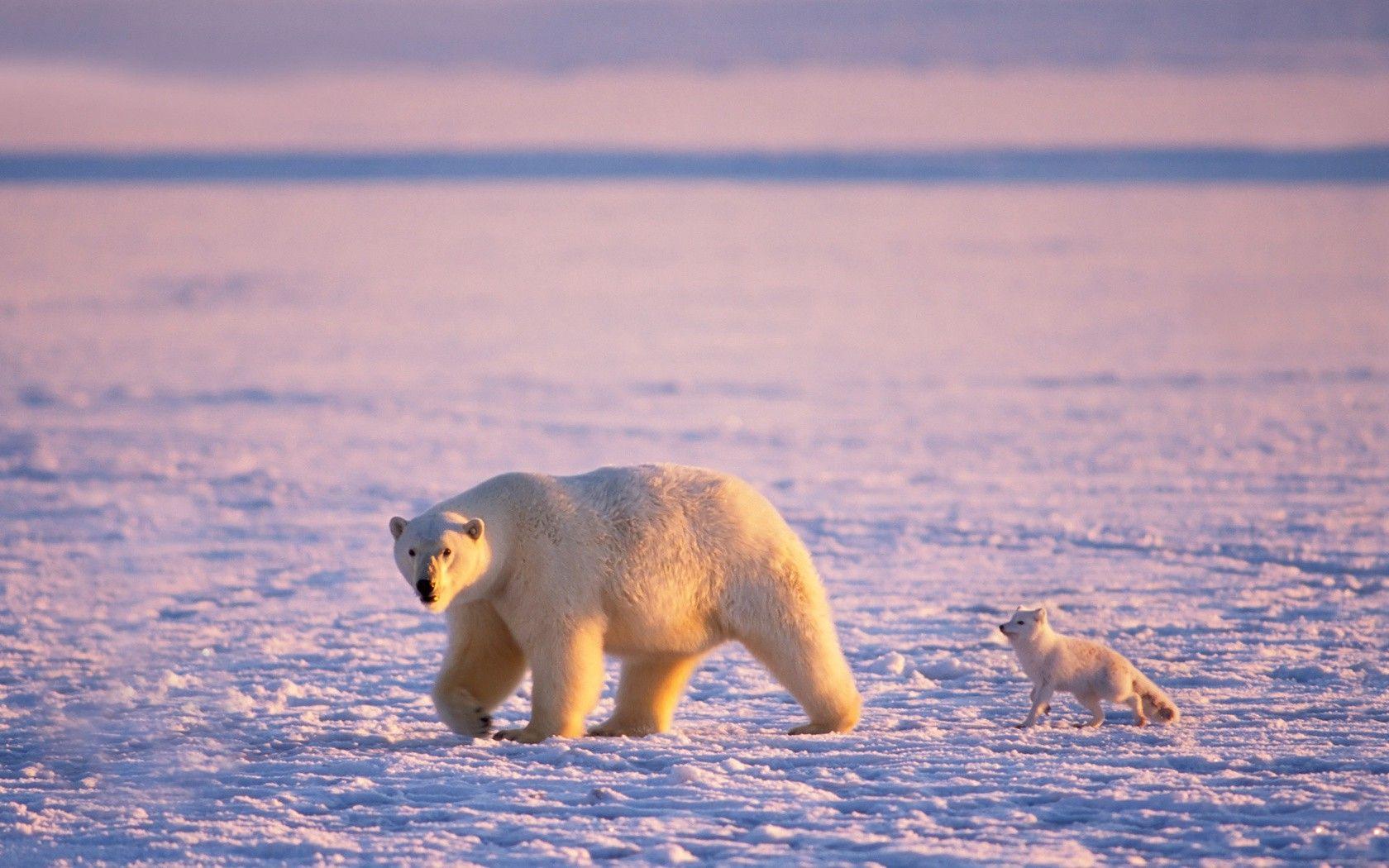 animals, Polar Bears, Friends, Snow Wallpaper HD / Desktop