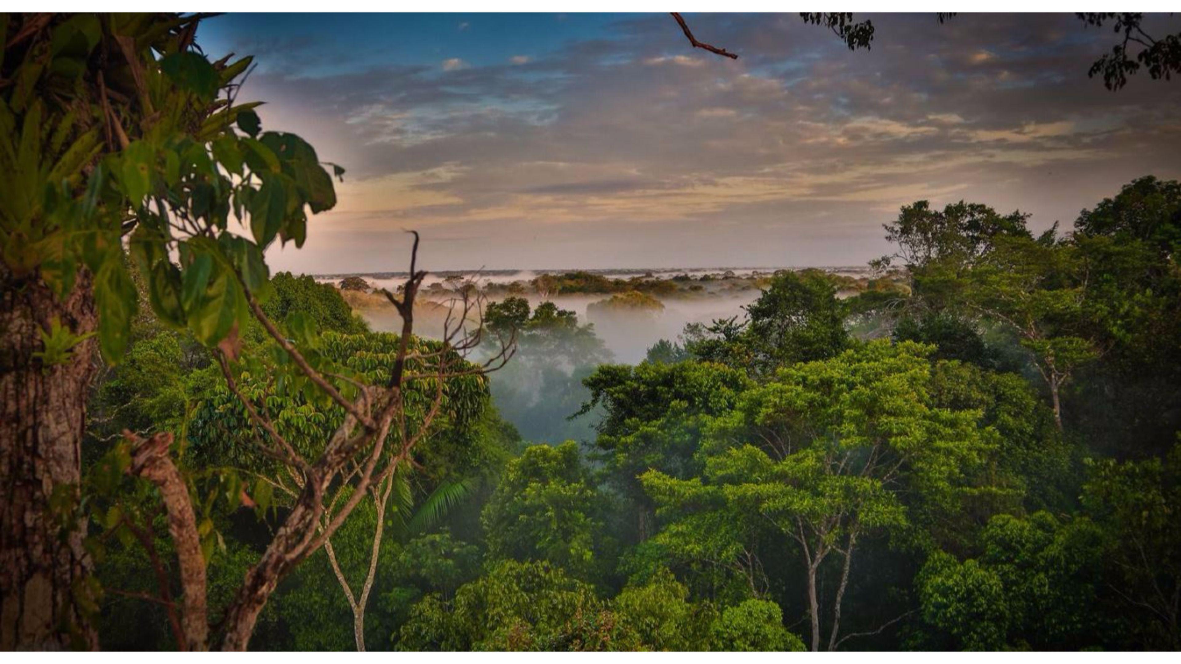 Remote Rainforests 4K Wallpaper. Free 4K Wallpaper