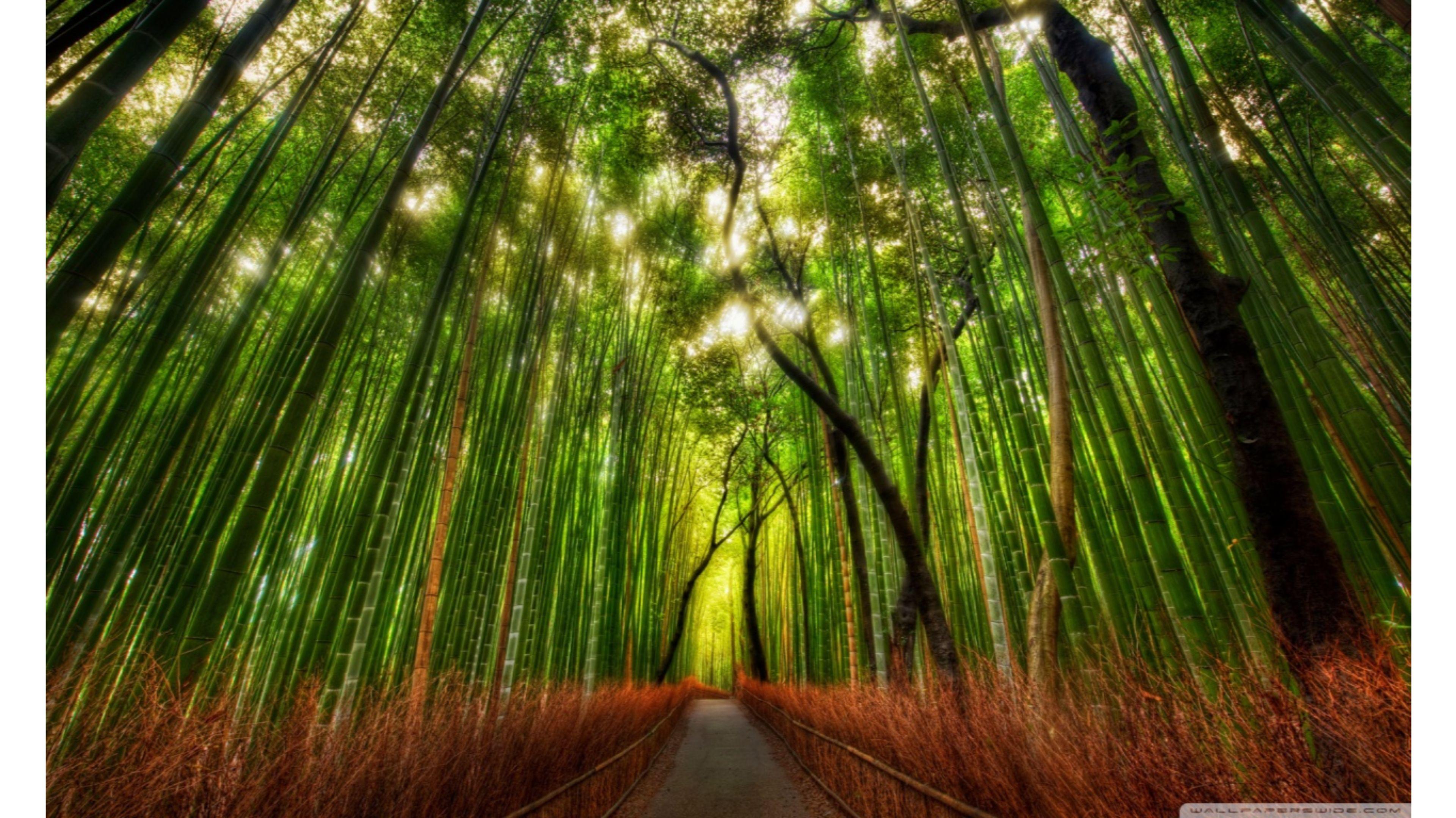 Free Bamboo Rainforests 4K Wallpaper. Free 4K Wallpaper
