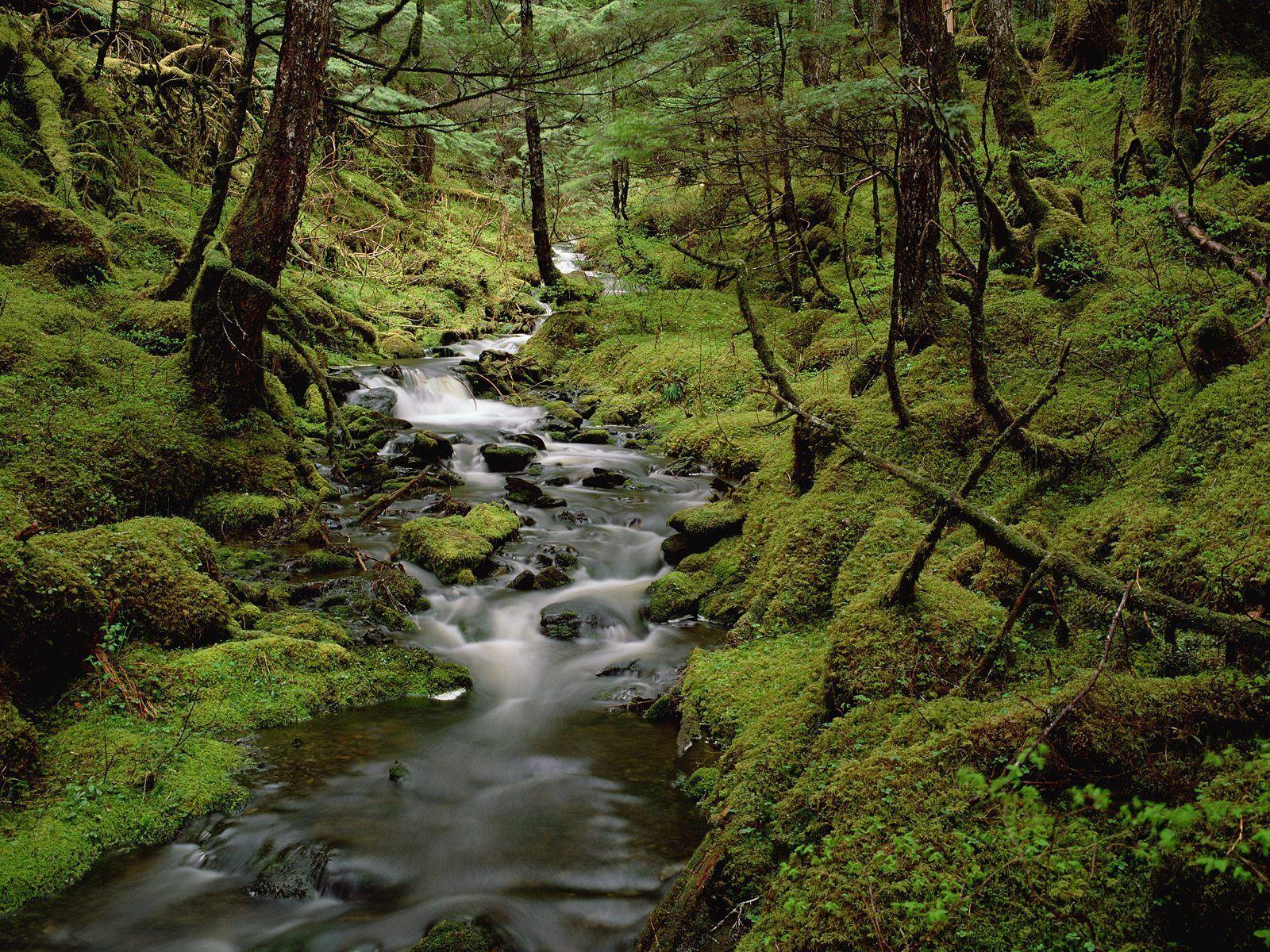 From the Alaskan rainforest, near Sitka. A Cathedral of Trees