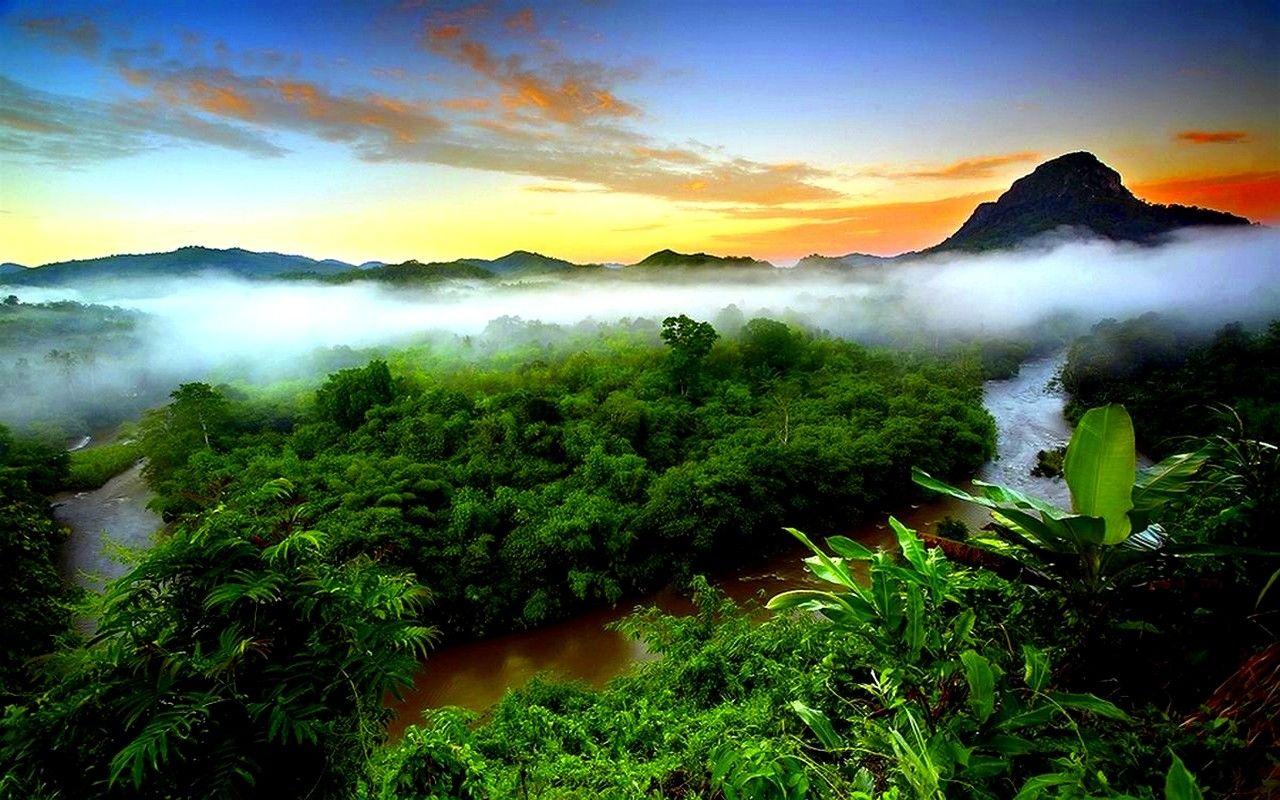 Forest: RAINFOREST FOG Raiforest Green Mountain Rivers Rain Forest