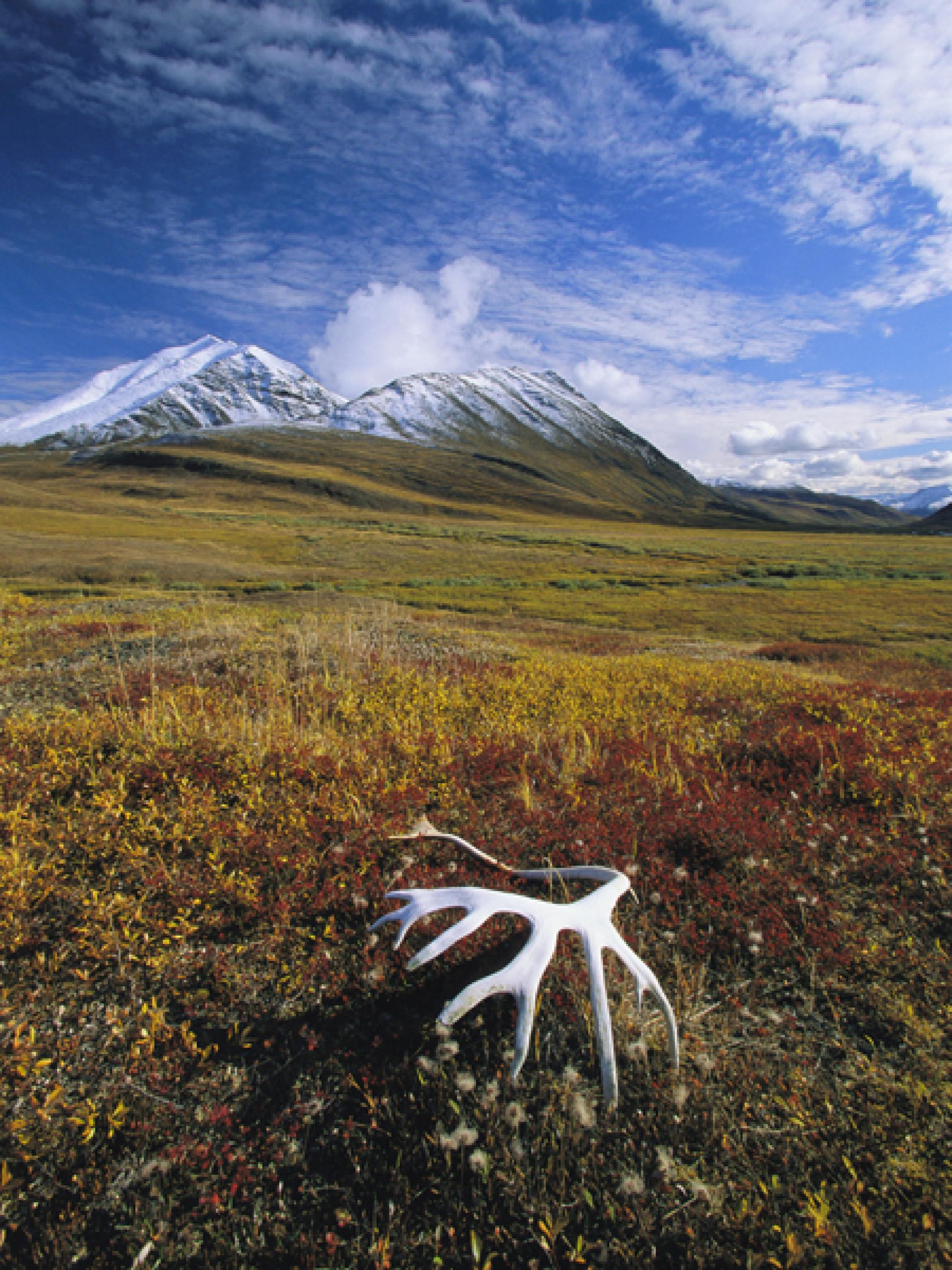 Wallpaper HD For The Arctic Tundras Facts Picture Of Tundra High