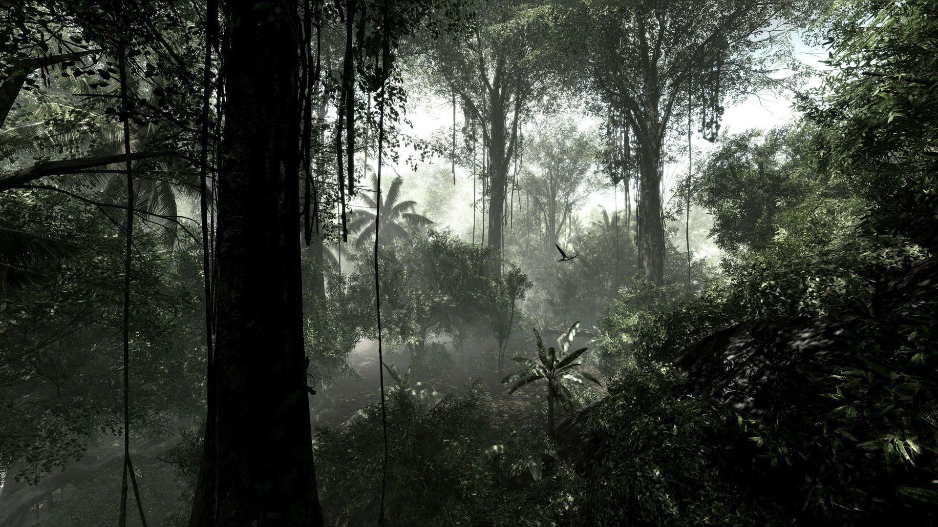 Rainforest HD Wallpaper