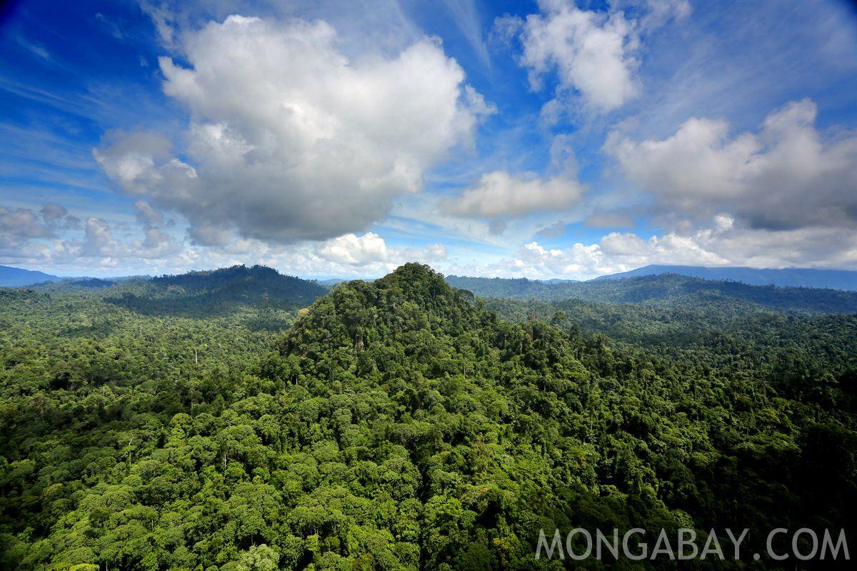 Rainforests: facts, figures, news, and picture