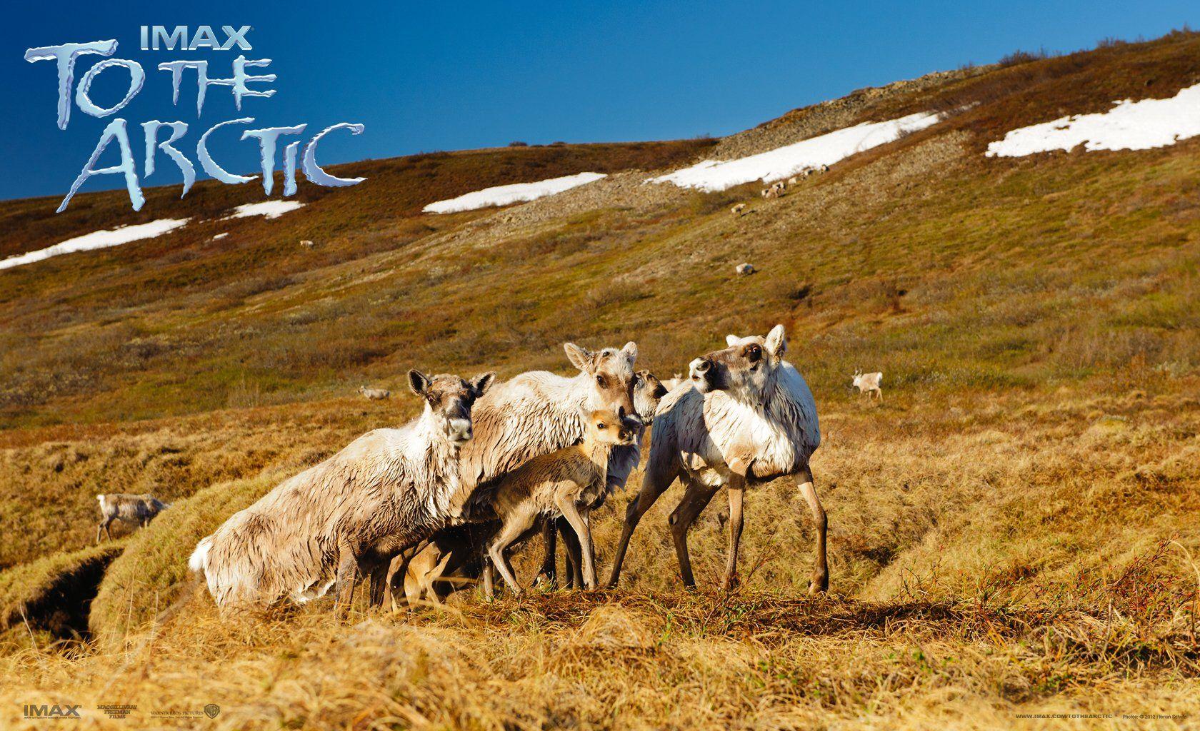 Caribou In The Arctic Tundra Wallpaper and Backgroundx1024
