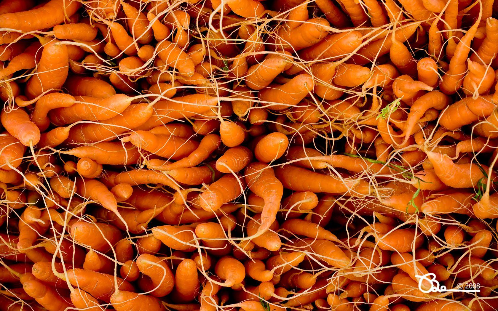 Carrot Wallpaper and Background Imagex1050