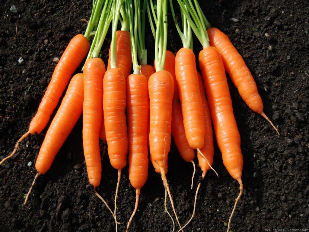 REuuN WP.736: Carrot, Cool Picture