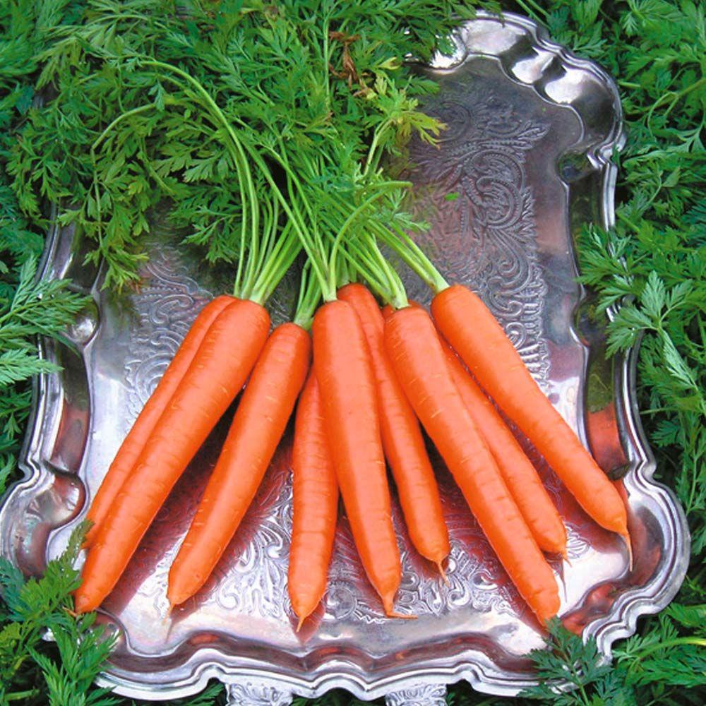 Carrots Early At Thompson Morgan