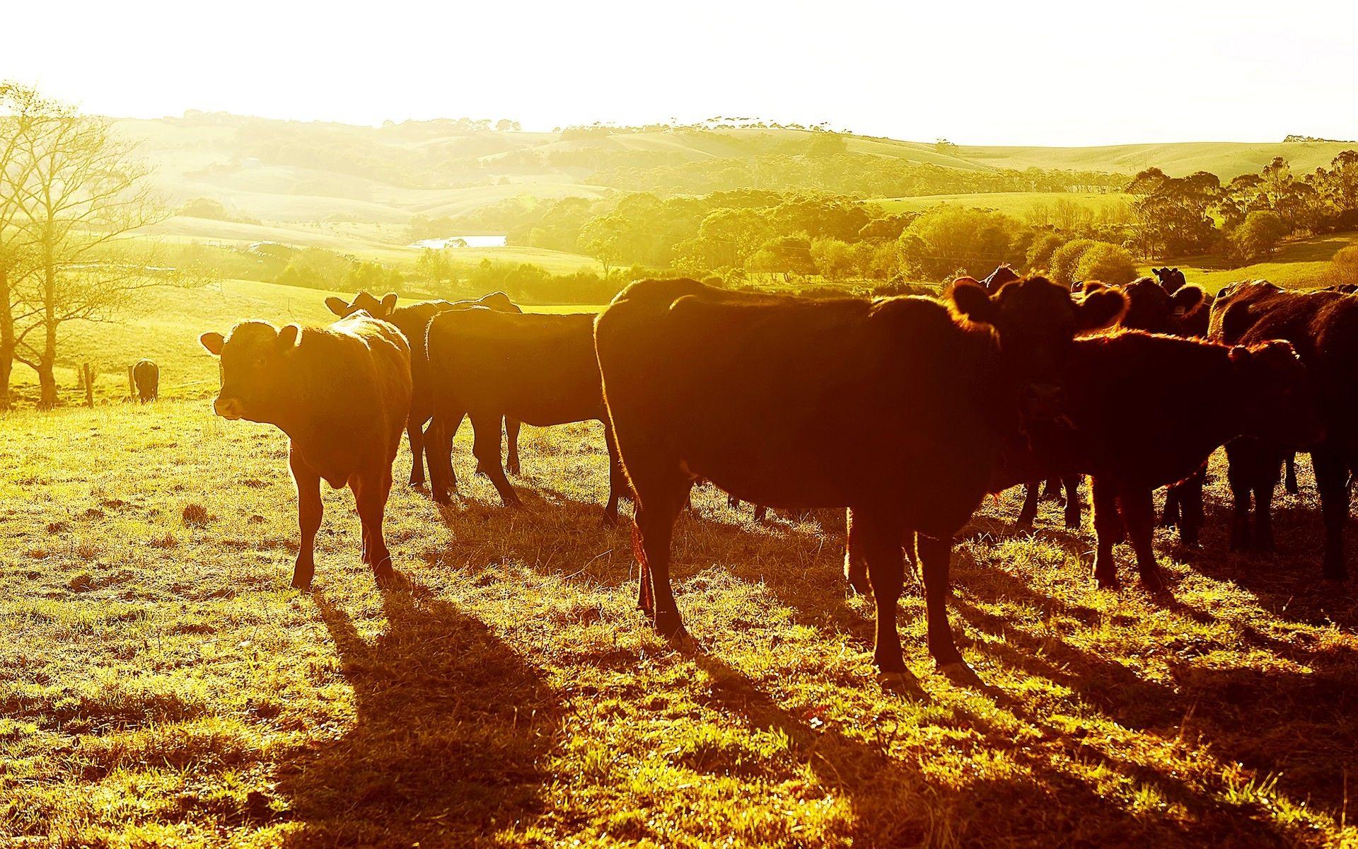 Download Wallpaper 1920x1200 Cows, Sunset, Pasture 1920x1200 HD