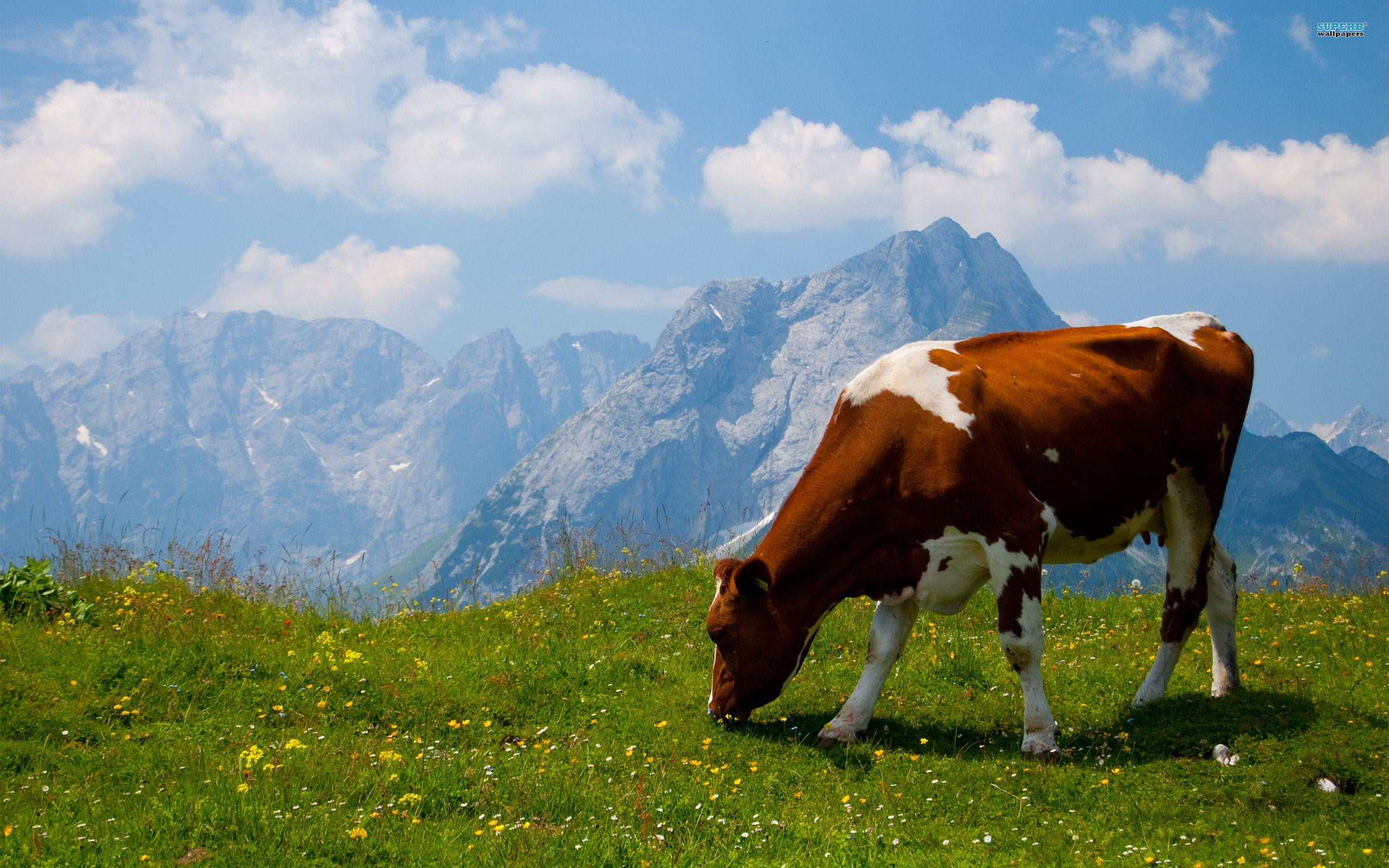 Cows Wallpaper. Download for Free