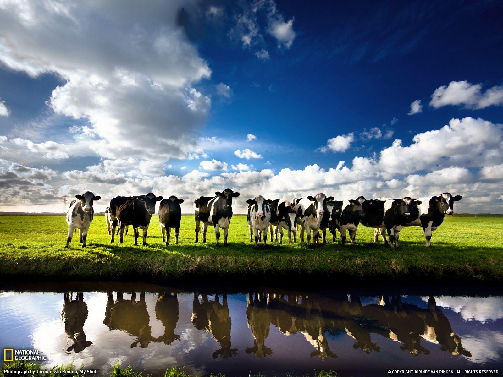 Photo of the Day. Cow, Holland and National geographic