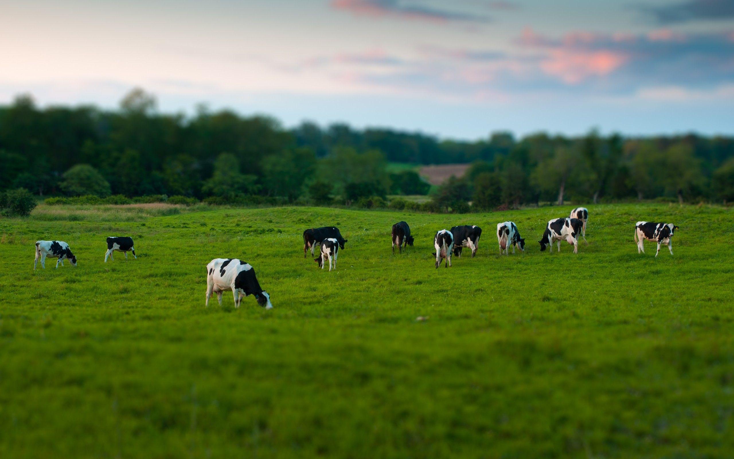 Download Wallpaper 2560x1600 Cows, Field, Grass, Eating, Walking