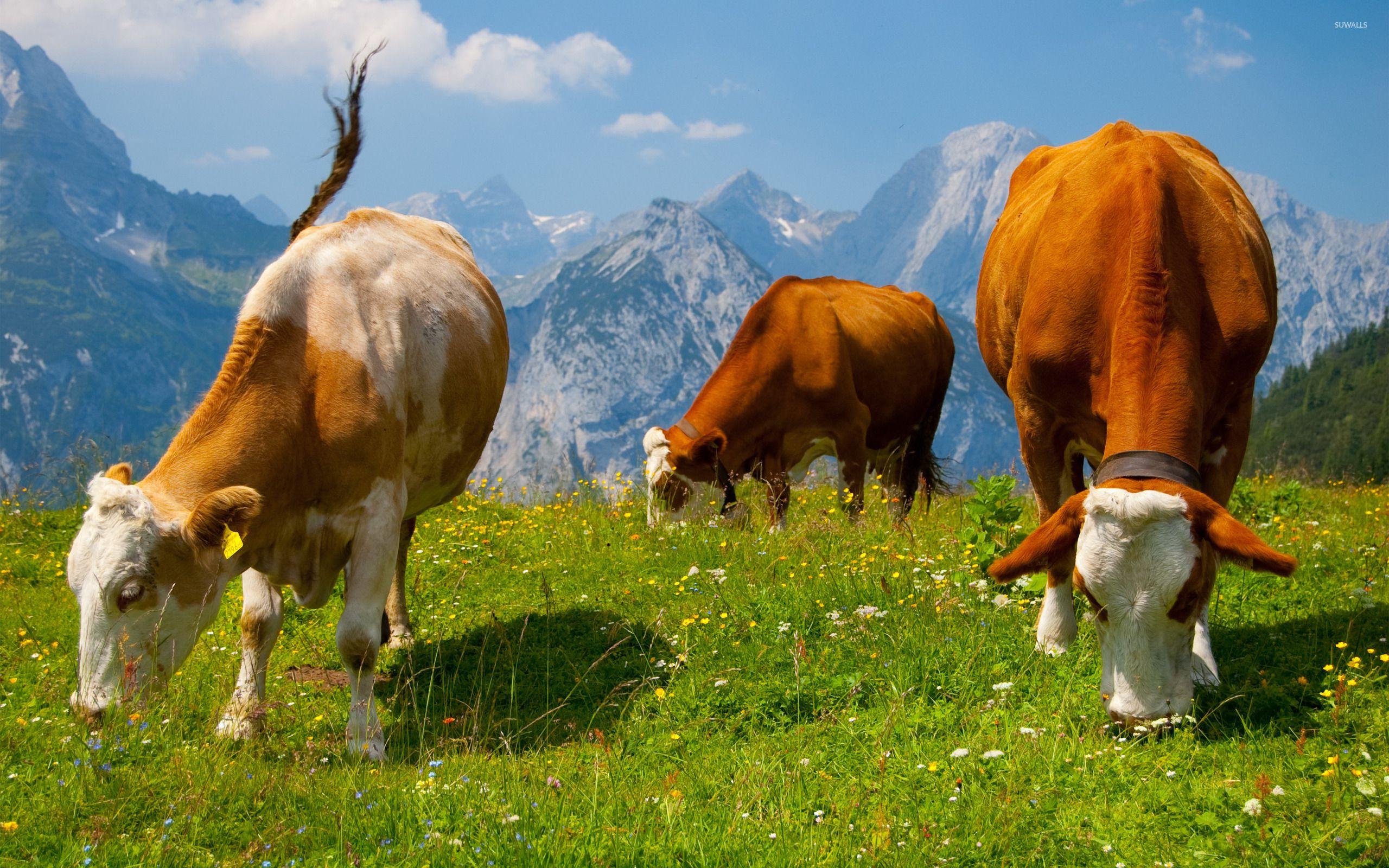 Cows in the Alps wallpaper wallpaper