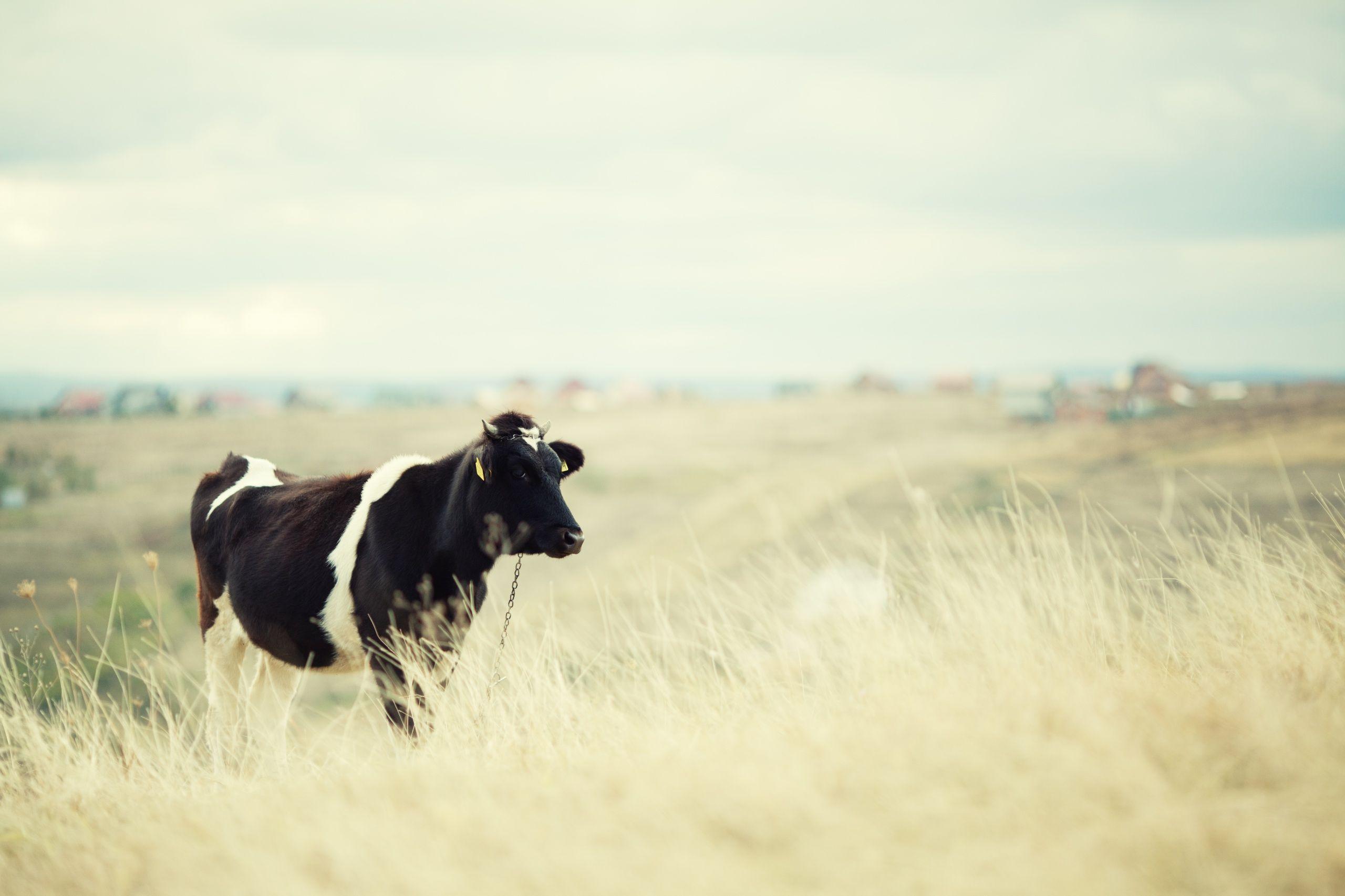Cow on a field wallpaper. Cow on a field