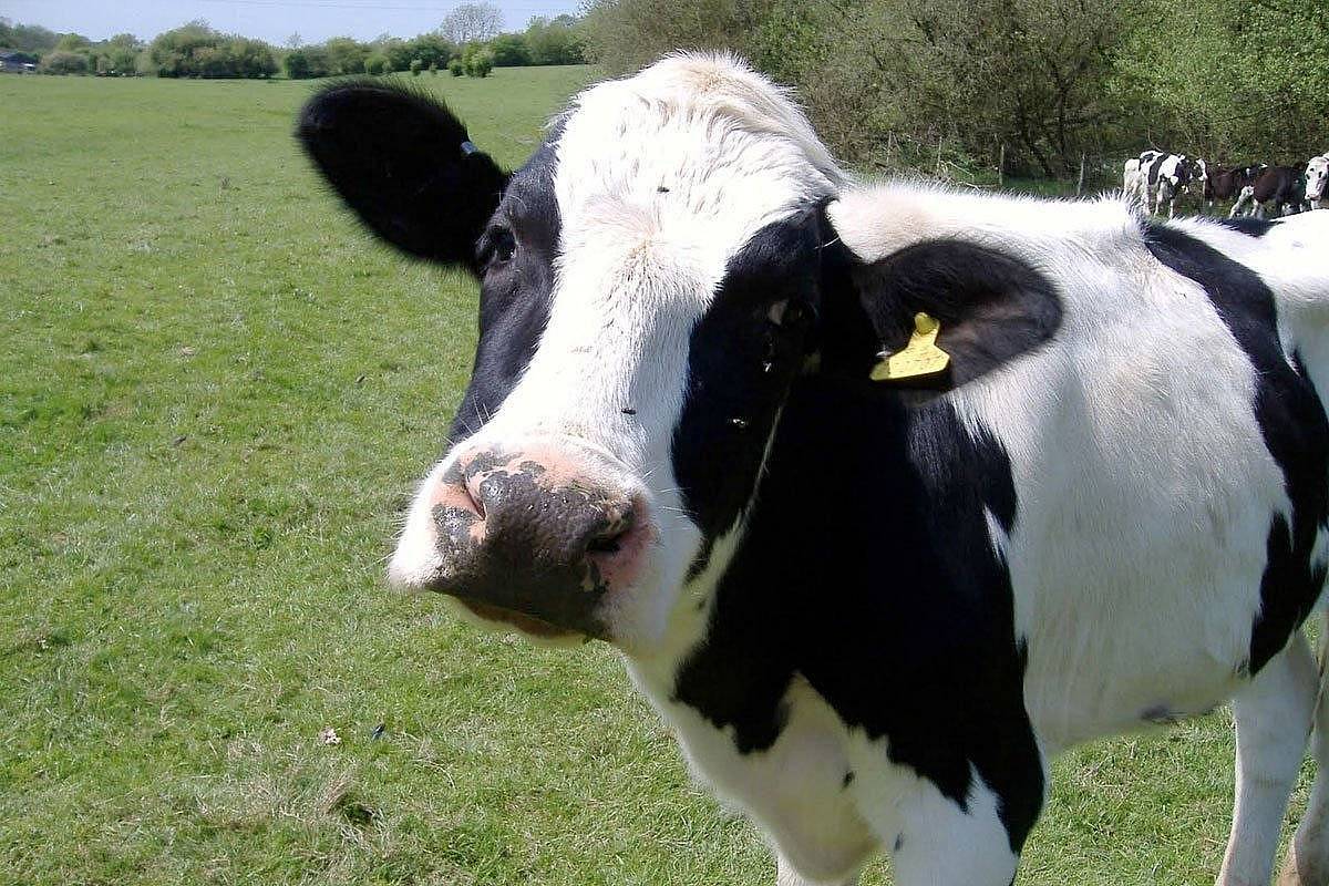 Holstein Friesian cattle Cow Image HD Wallpaper Download