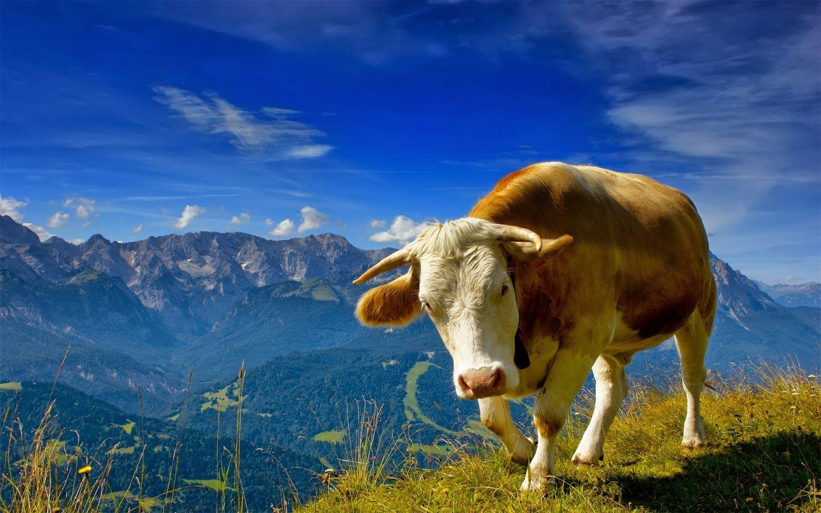 Cow HD Wallpaper Animals World