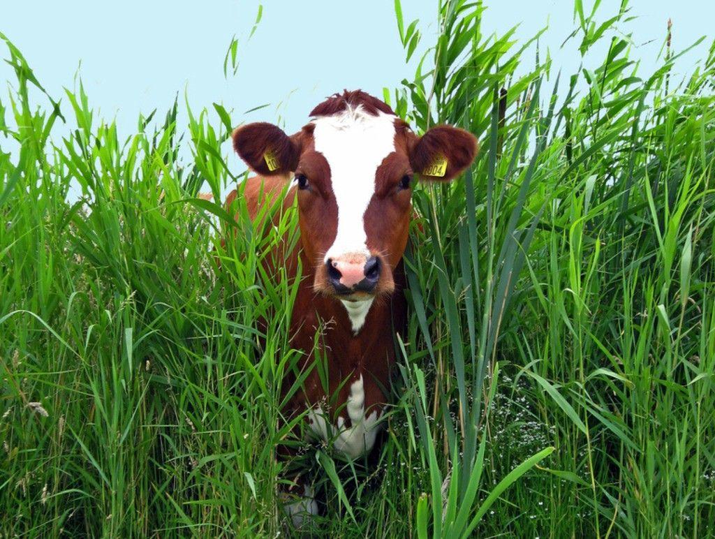 Cows Wallpaper: Animal Farm Cow Grass Cows Picture Hd. Cow