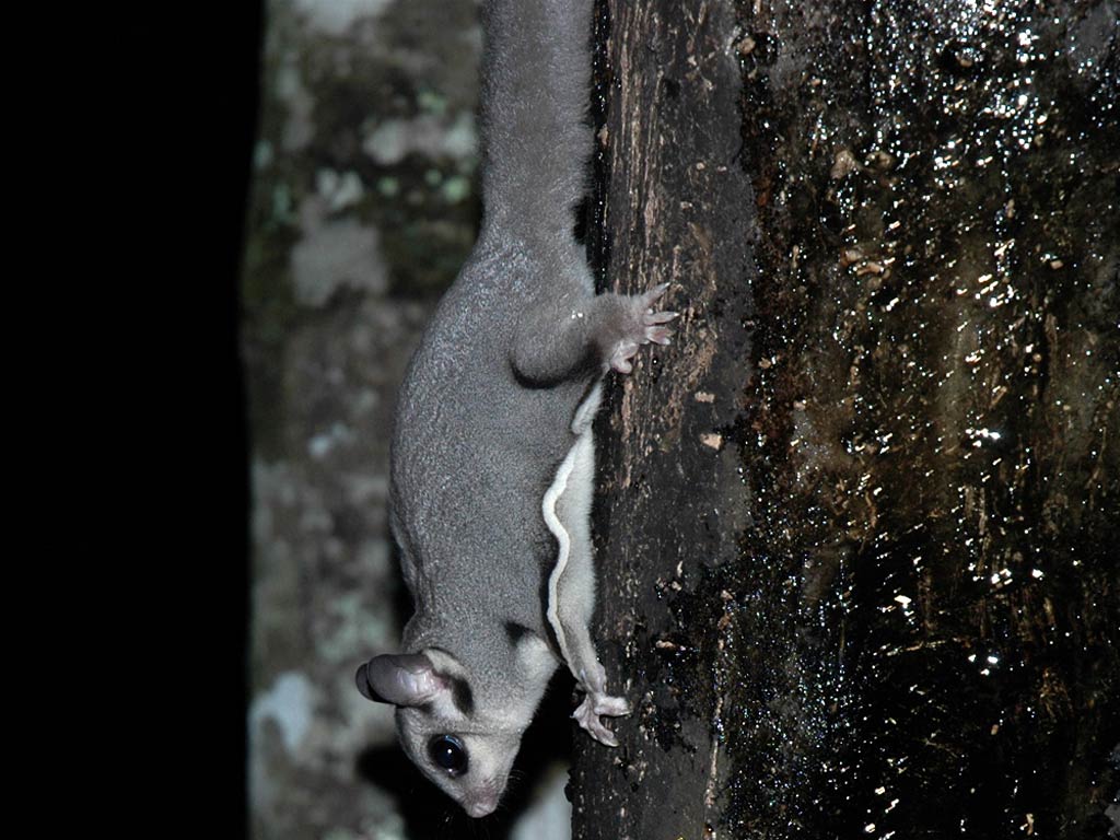 Sugar Glider Wallpaper and Background