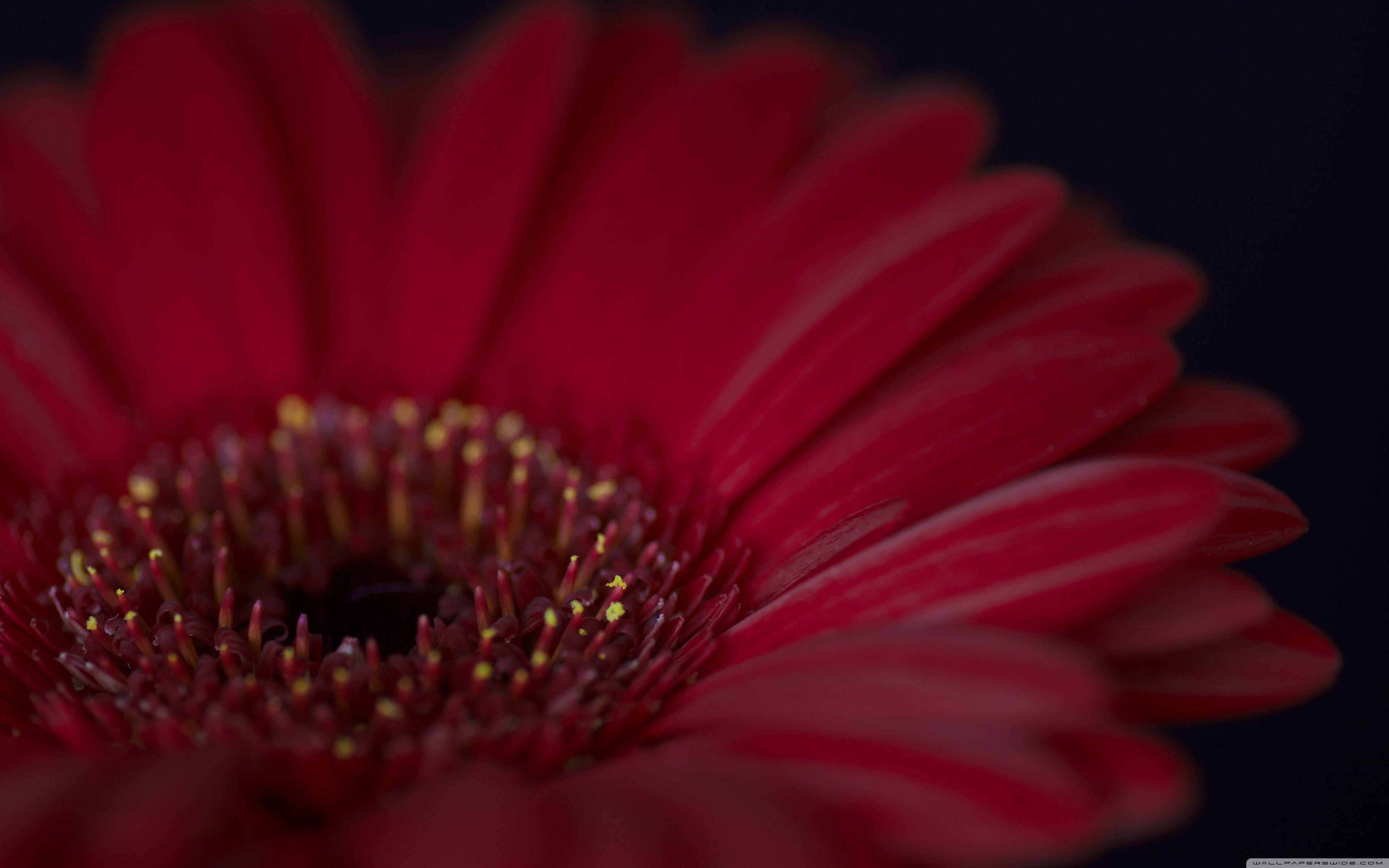 Burgundy Gerbera Daisy Flower ❤ 4K HD Desktop Wallpapers for 4K