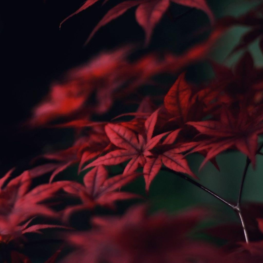 Red Leaves Wallpapers Download
