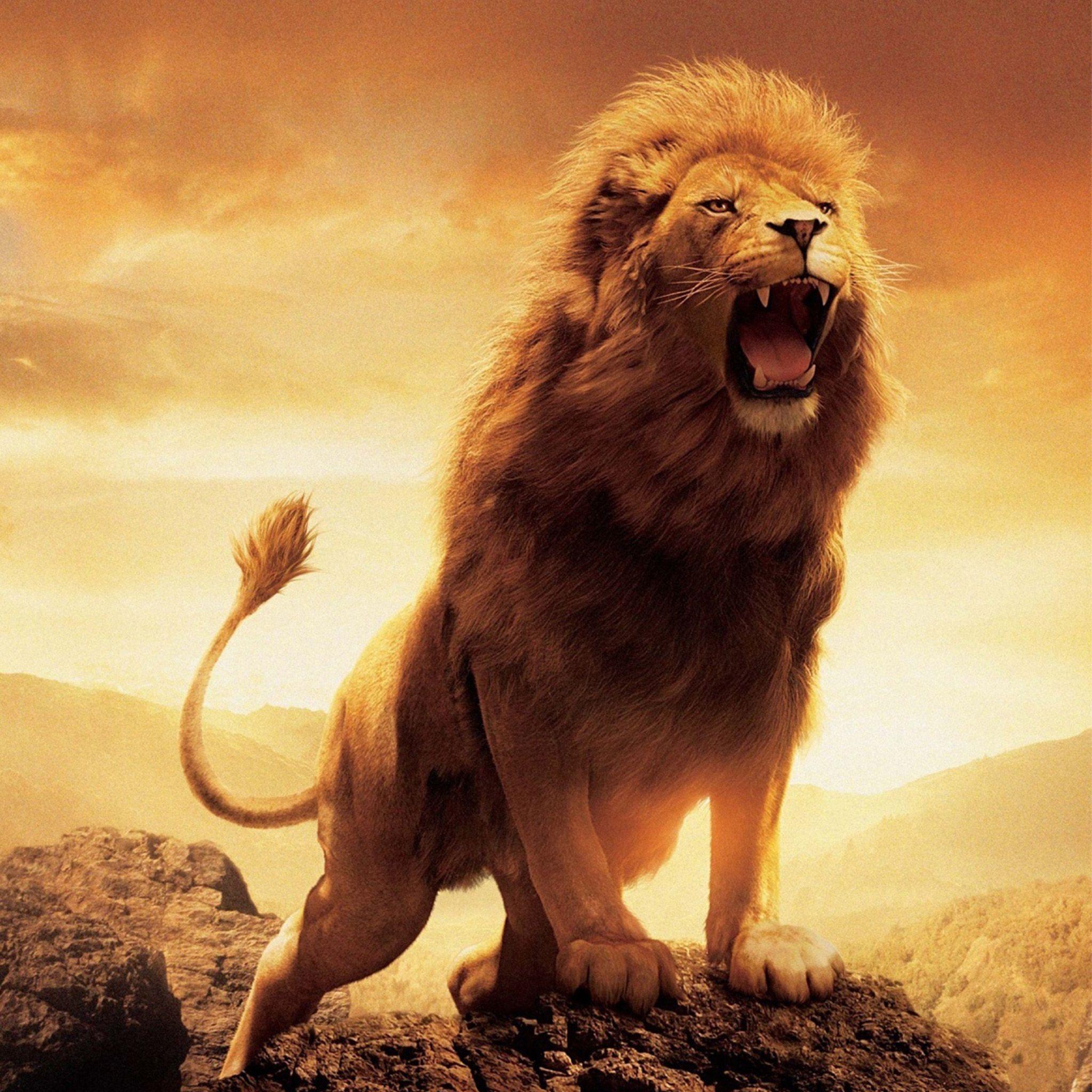 male lion roar wallpaper