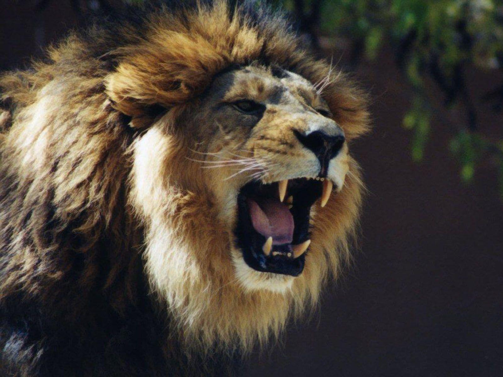 Lion Roar Desktop Wallpaper
