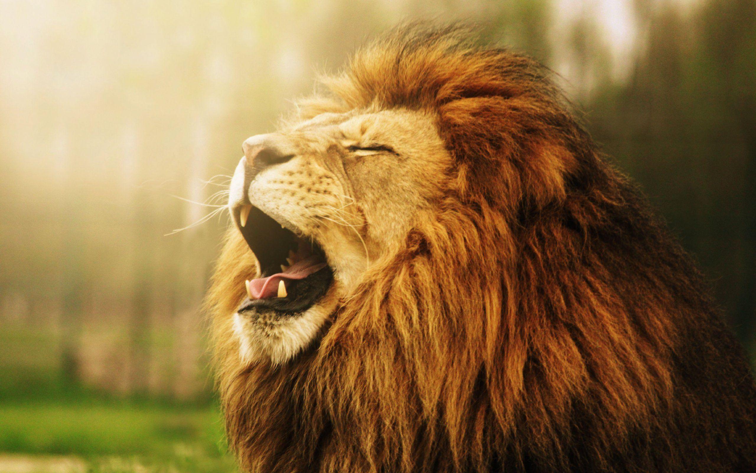 Lion Roar Wallpapers Wallpaper Cave Lion Roar Wallpapers Wallpaper Cave