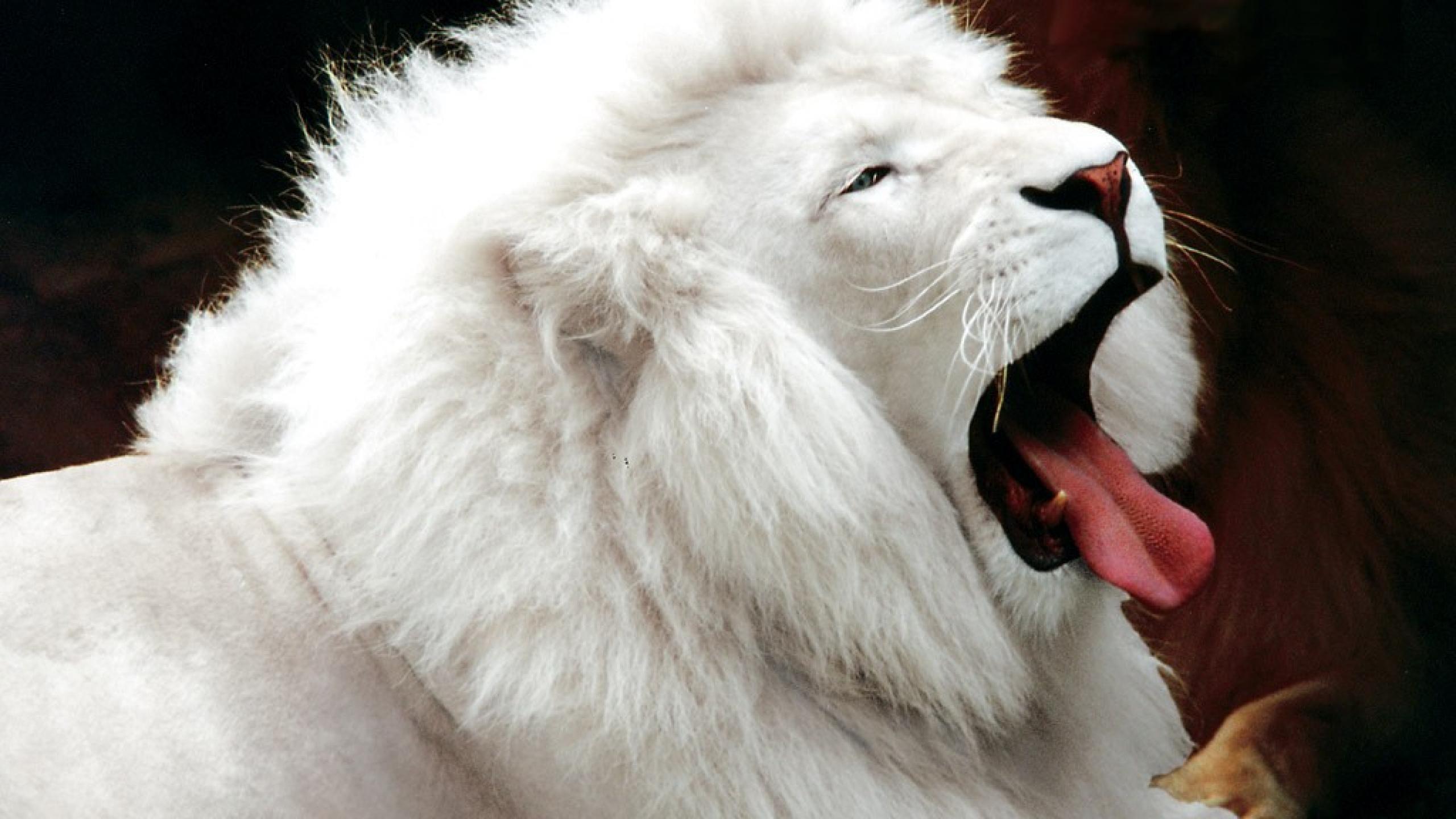 White Lion Roar HD Wallpaper