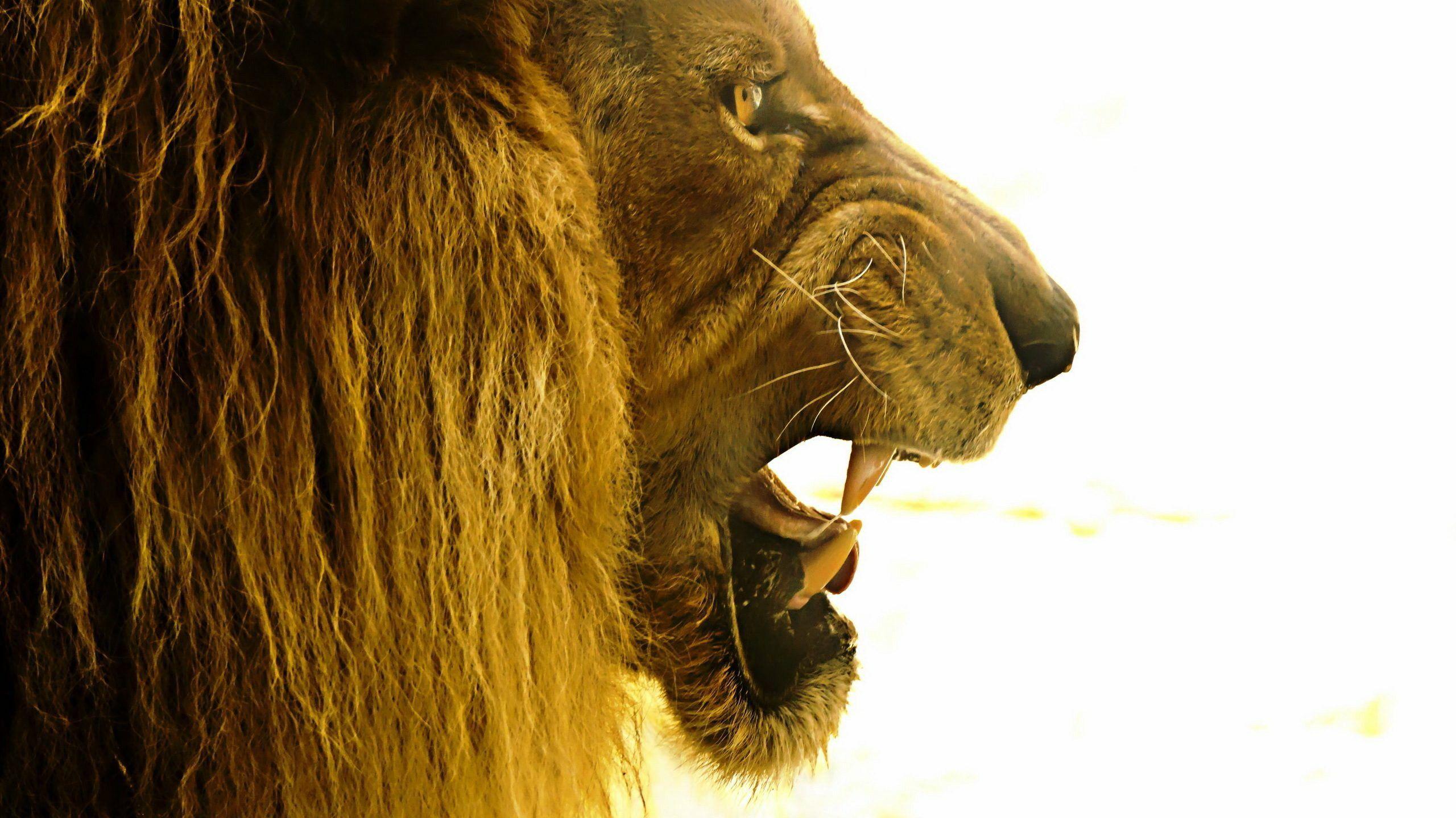 Lion Roar Image