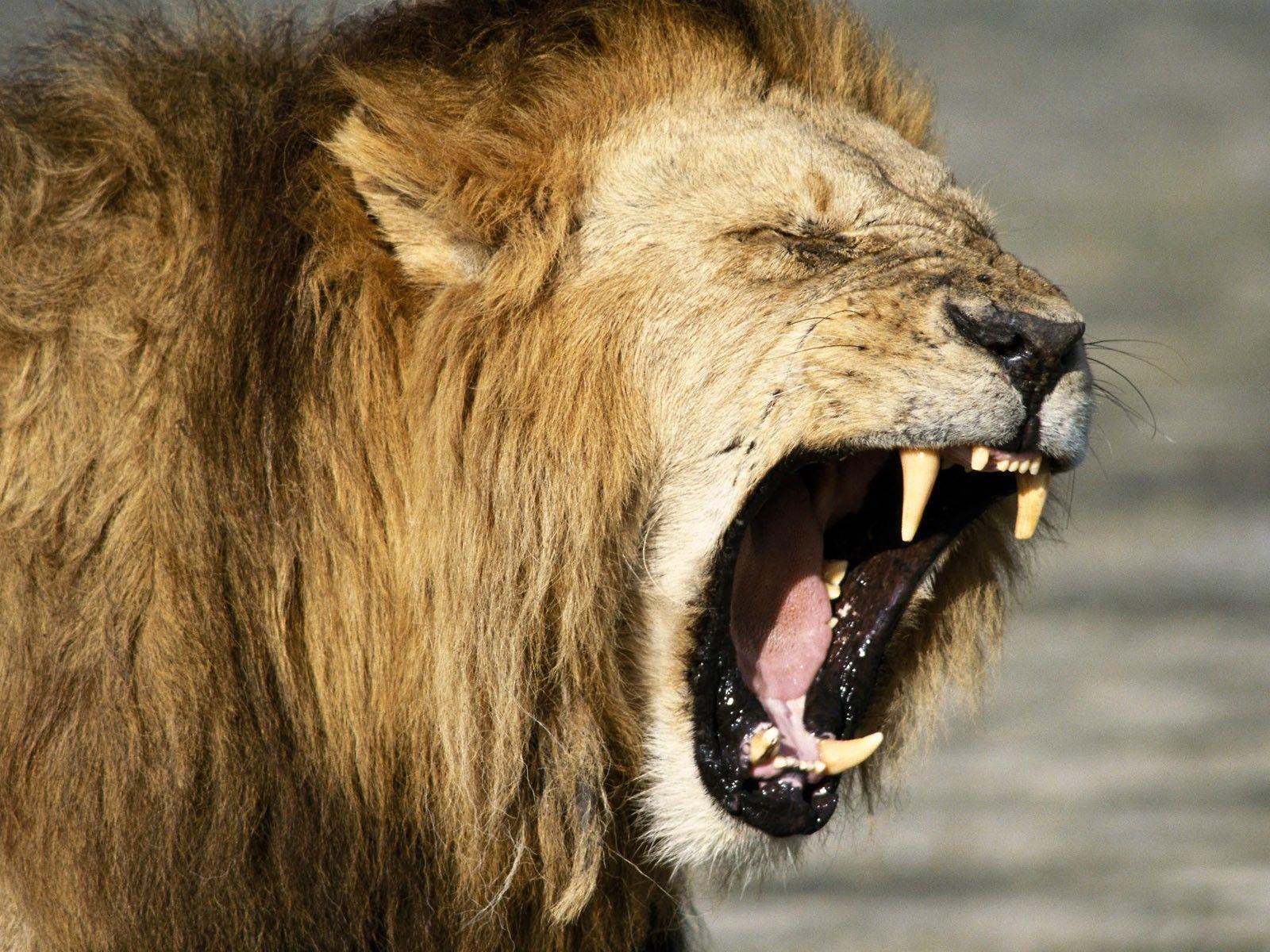 Best And Best Image Of Roaring Lion Roaring Lion. Lions