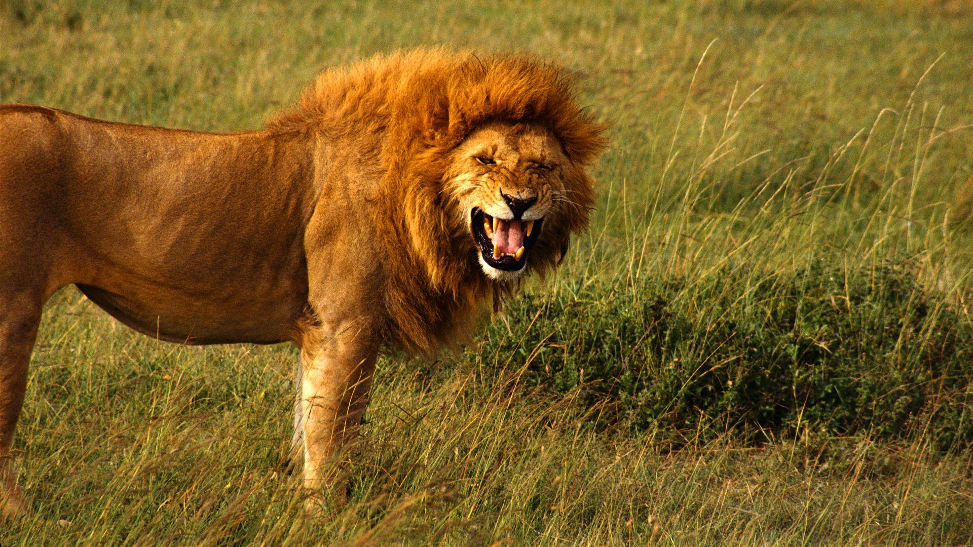 Angry Lion Wallpaper. HD Animals. Nature wallpaper