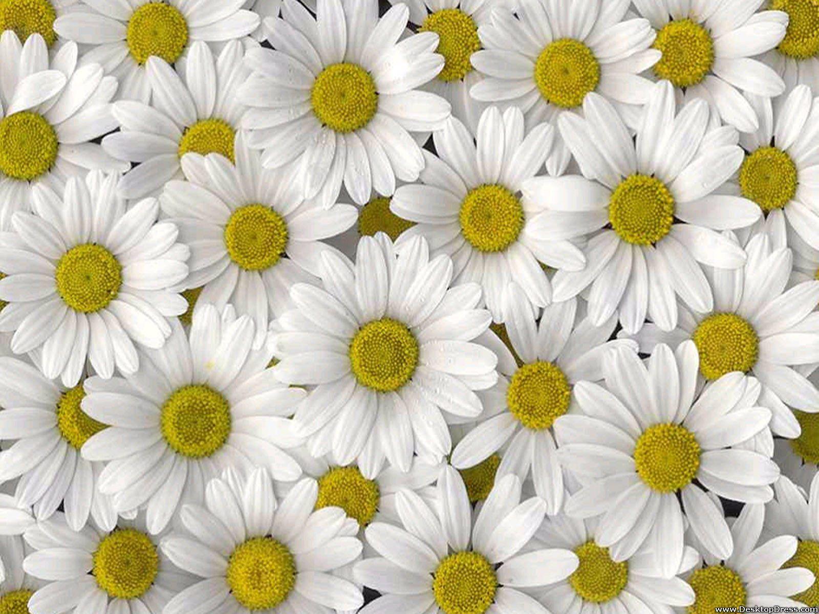Desktop Wallpaper Flowers Background Daisies