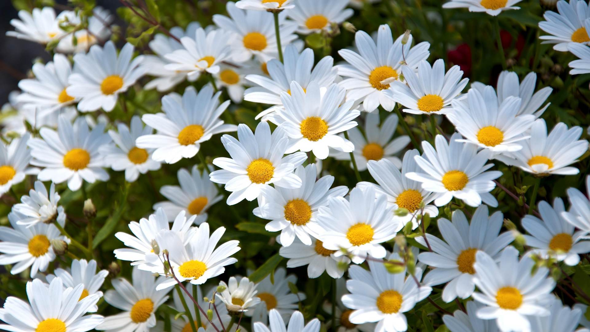 Daisy Background, Wallpaper, Image, Picture. Design