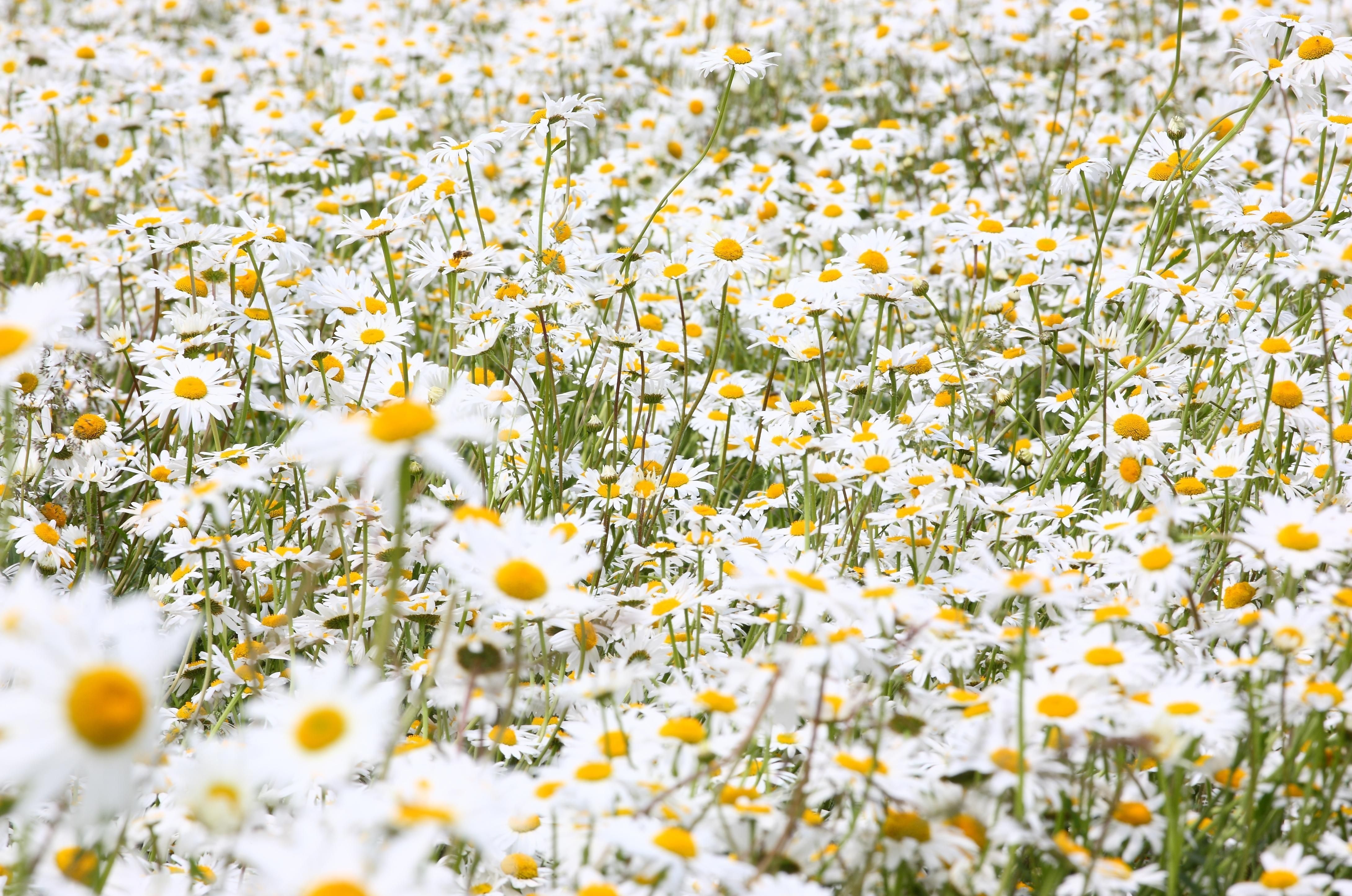 Wallpaper Daisies, Flowers, Field, Many, Summer HD, Picture, Image