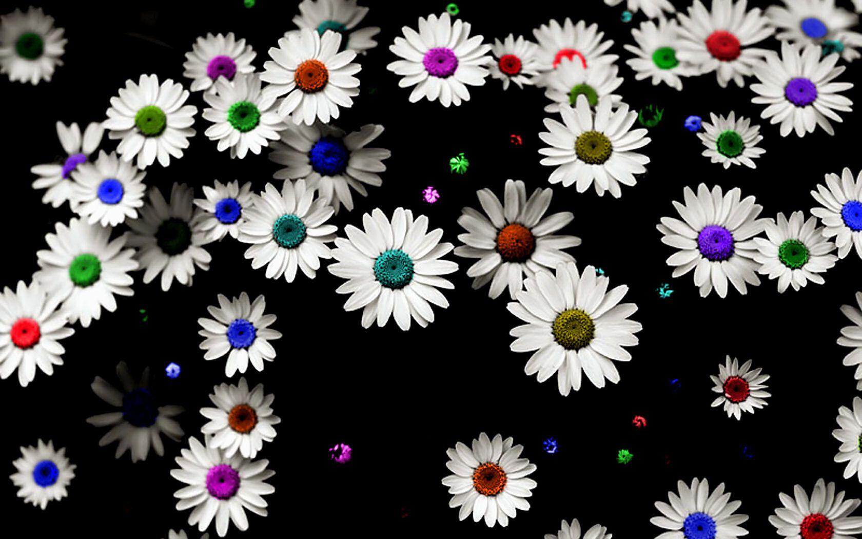 Free Daisy Background PixelsTalk Daisy Flower Wallpaper HD