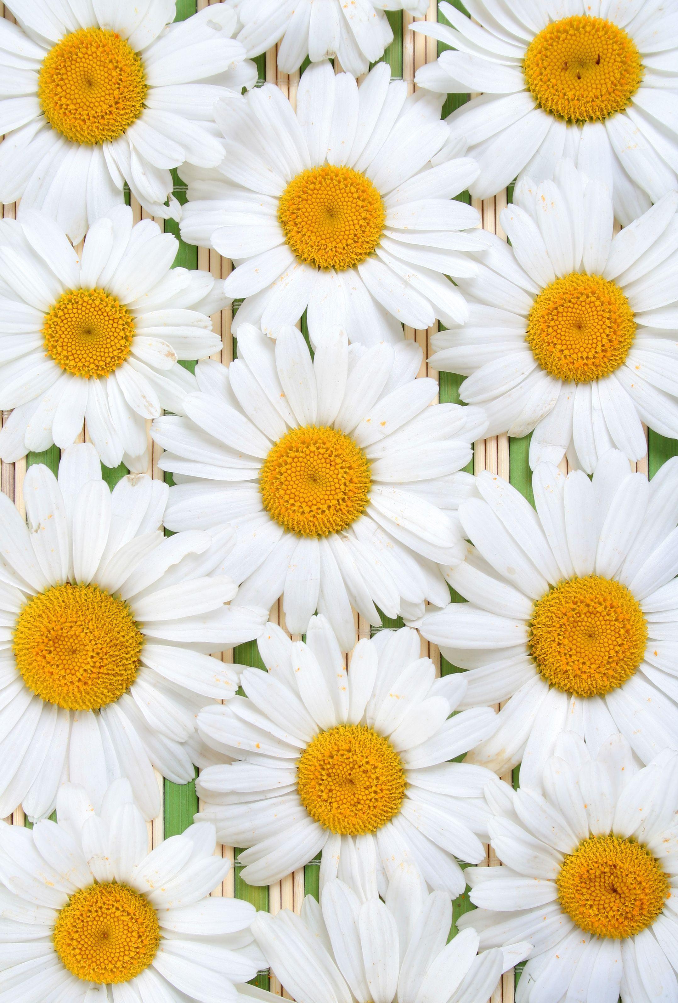 entries in Daisy Background group