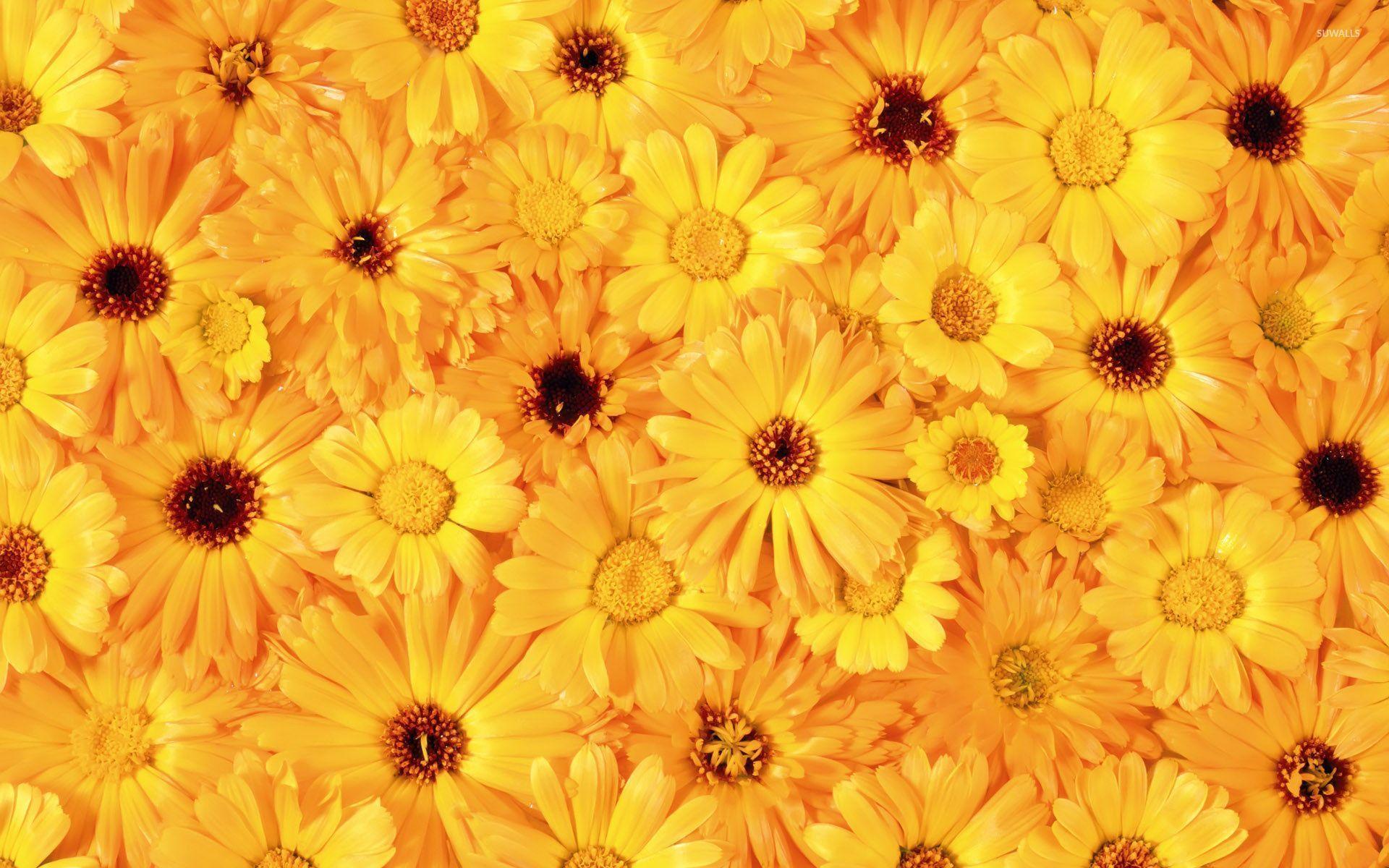 Yellow daisies wallpaper wallpaper