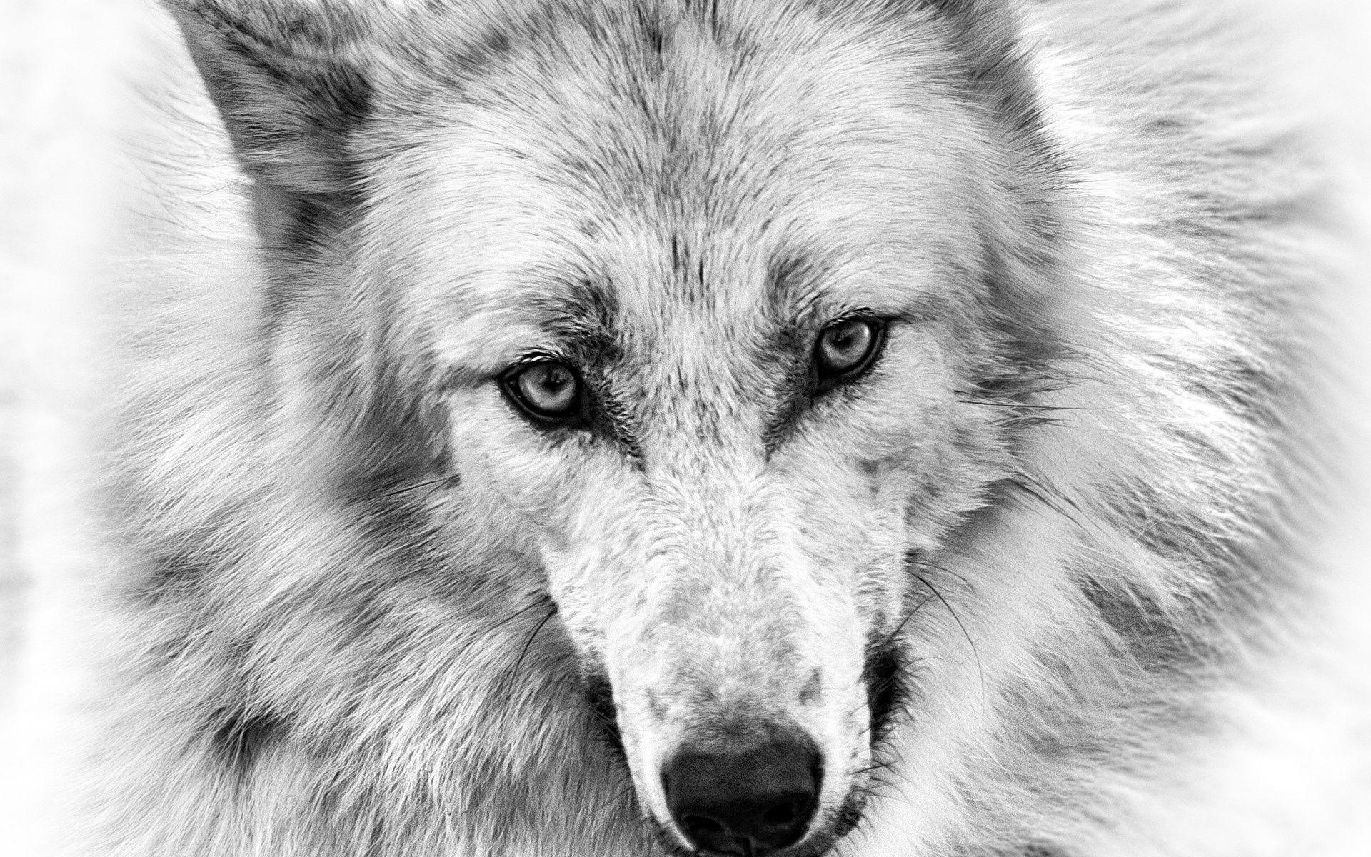 Wallpaper wolf, eyes, nose, face desktop wallpaper Animals