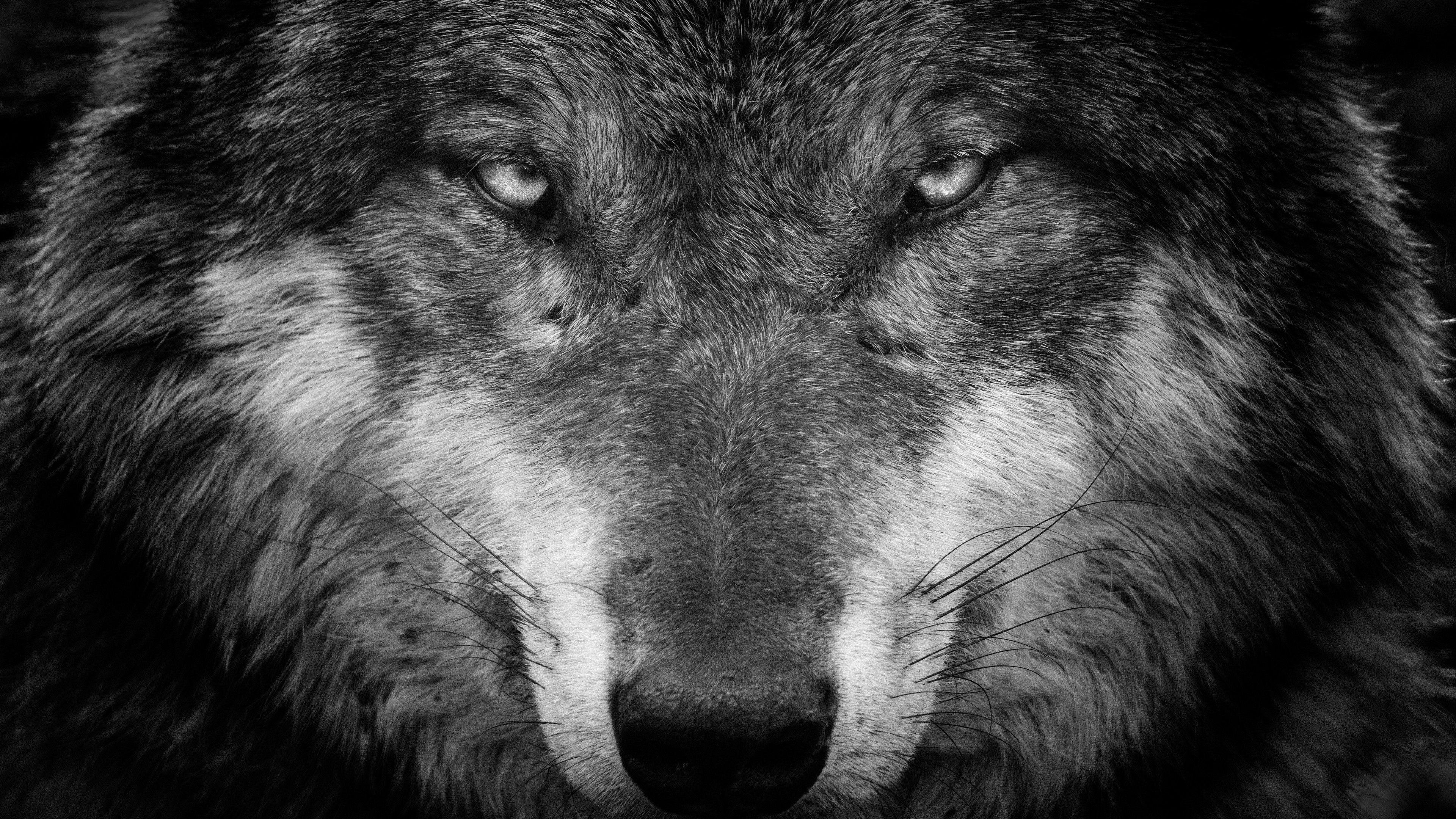 Wolf Face Eye Stare Black & White Wallpaper Desktop