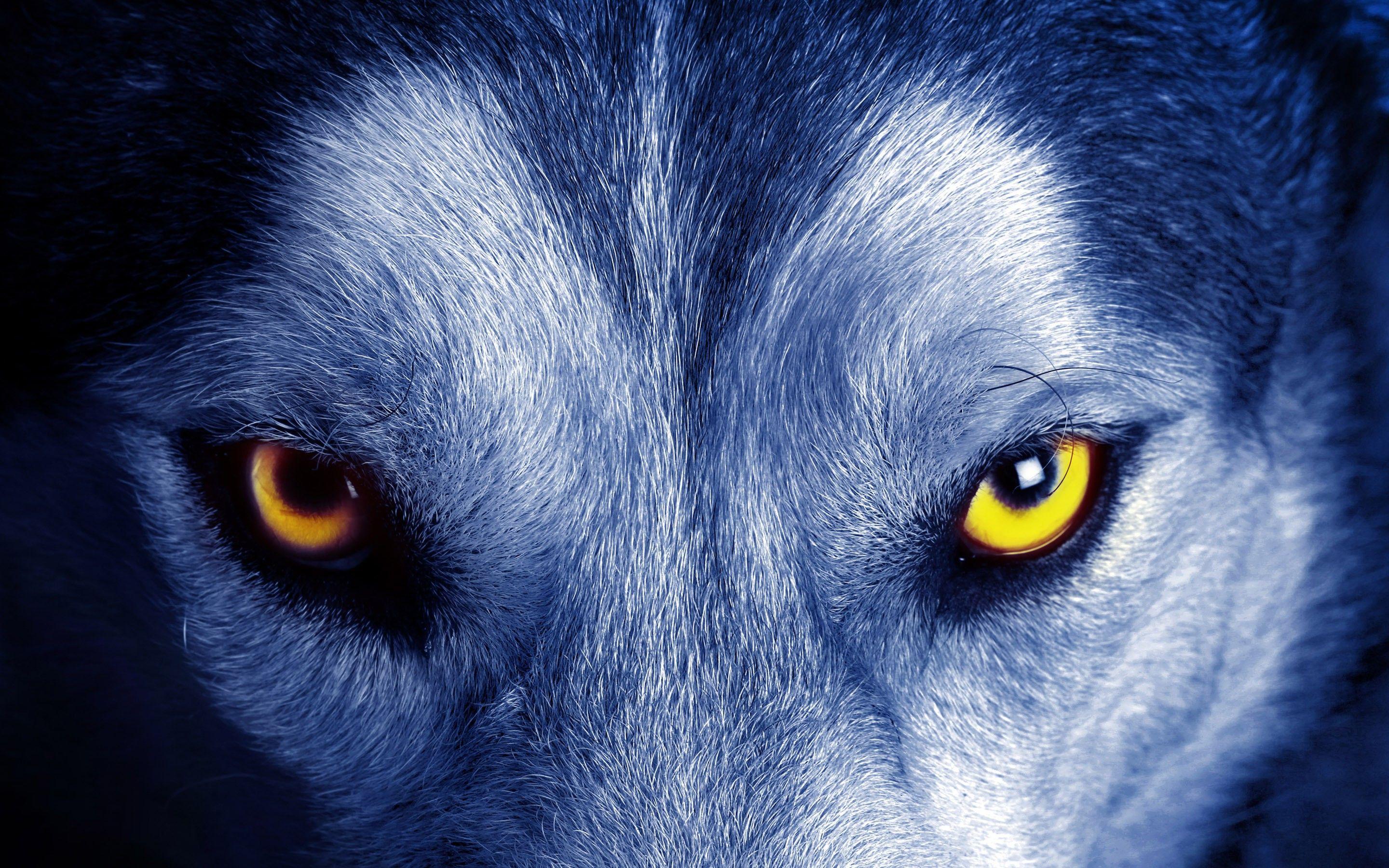 nature, Animals, Yellow Eyes, Wolf, Closeup, Fur, Face Wallpaper HD