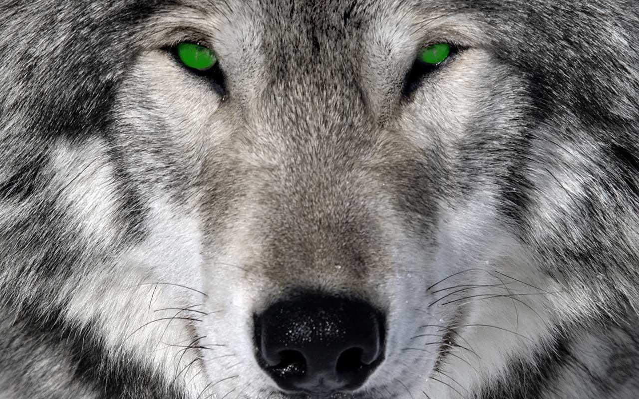 3D Wolf Wallpaper Play Store revenue & download