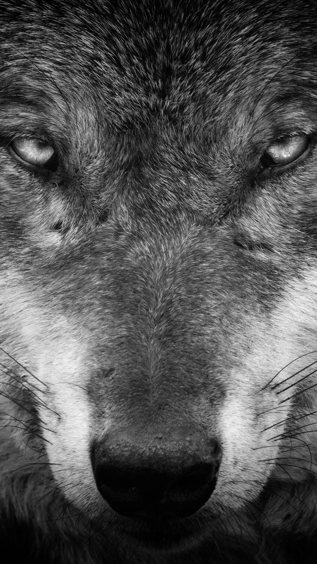 Animal Wolf (1080x1920) Wallpaper