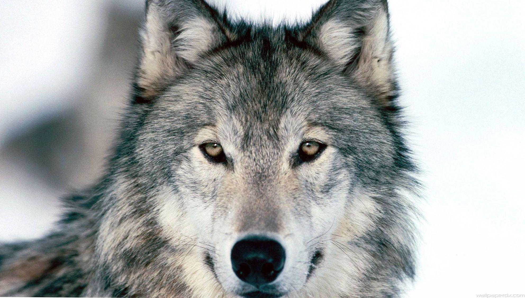 wolf winter snow face eyes predator HD wallpaper.com