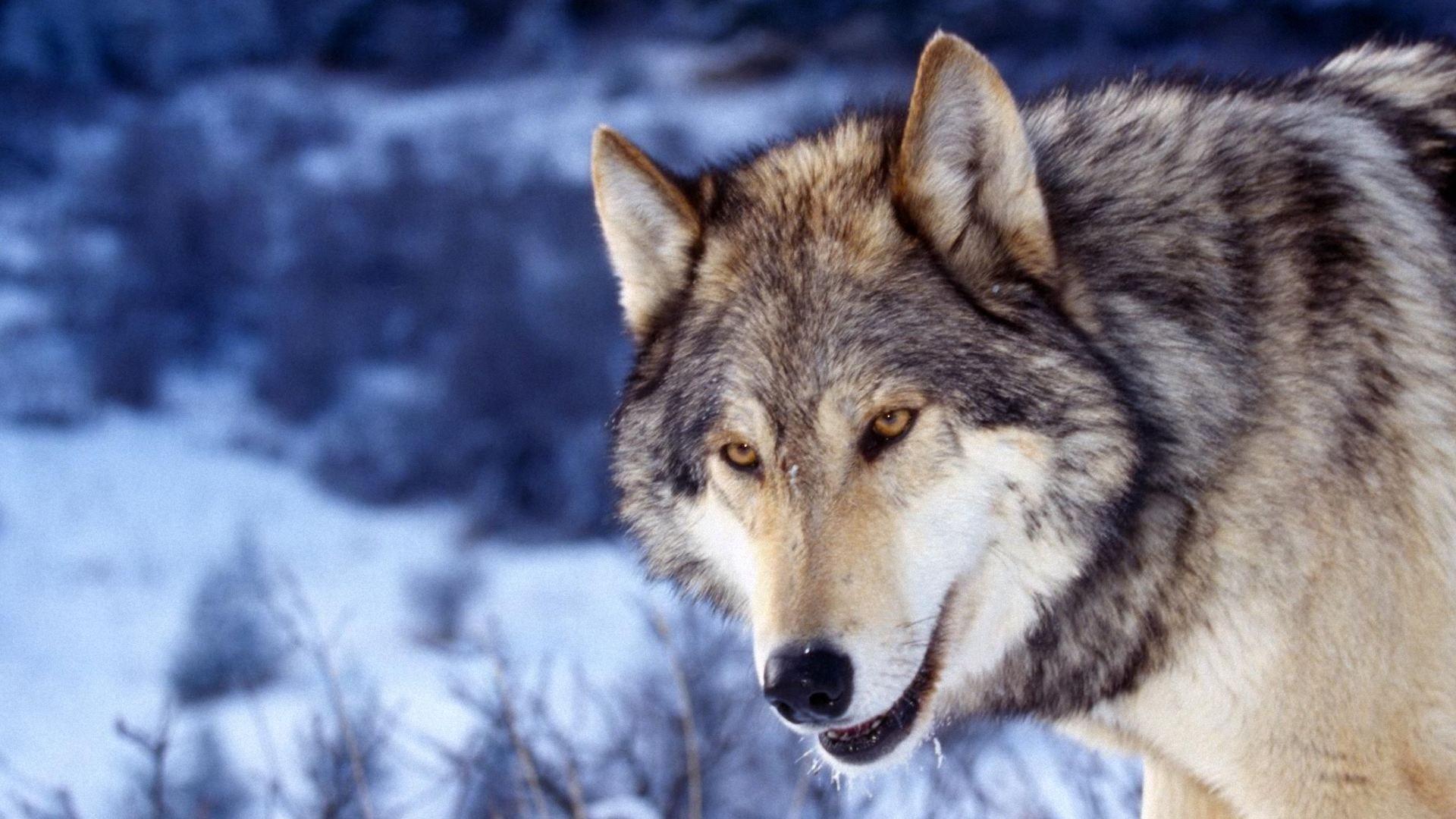 Wolf Face Wallpapers - Wallpaper Cave