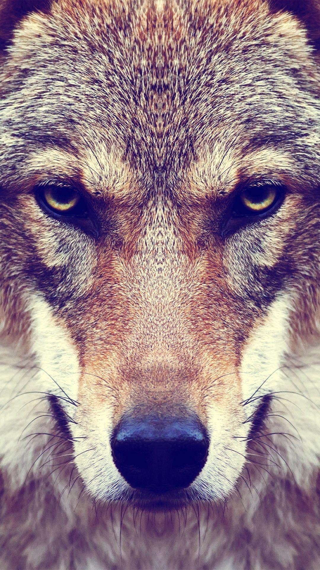wolf-face-wallpapers-wallpaper-cave