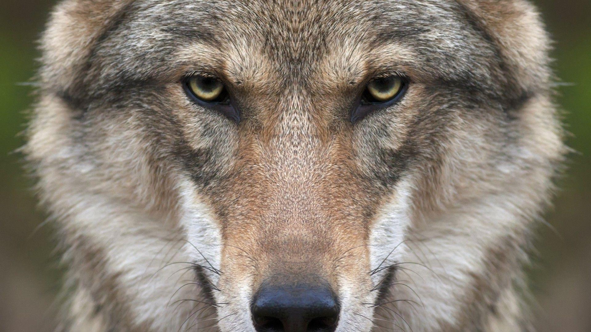 wolf, Animals, Nature, Closeup, Face Wallpaper HD / Desktop