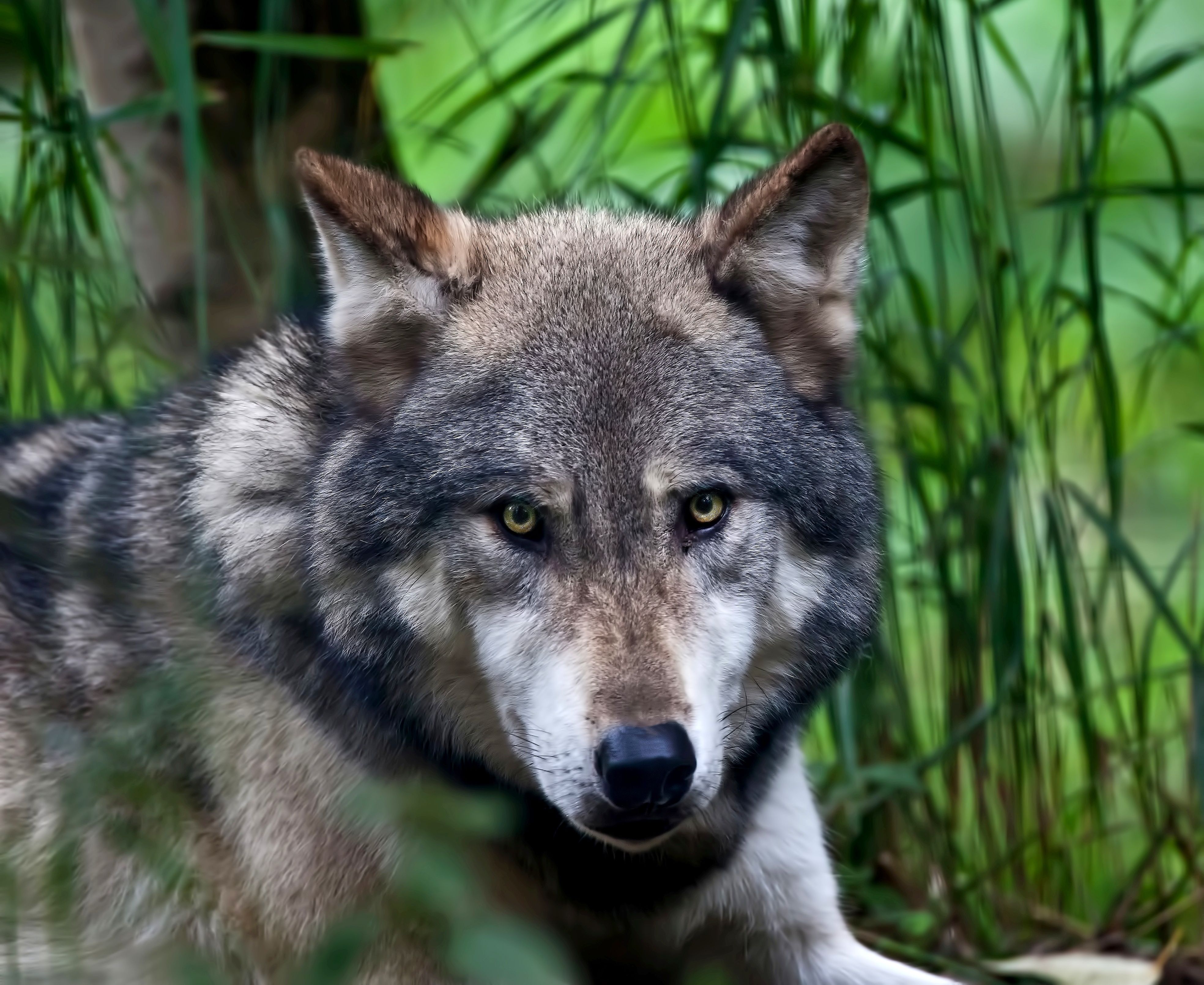 Wallpaper Wolf, Face, Color, Predator HD, Picture, Image