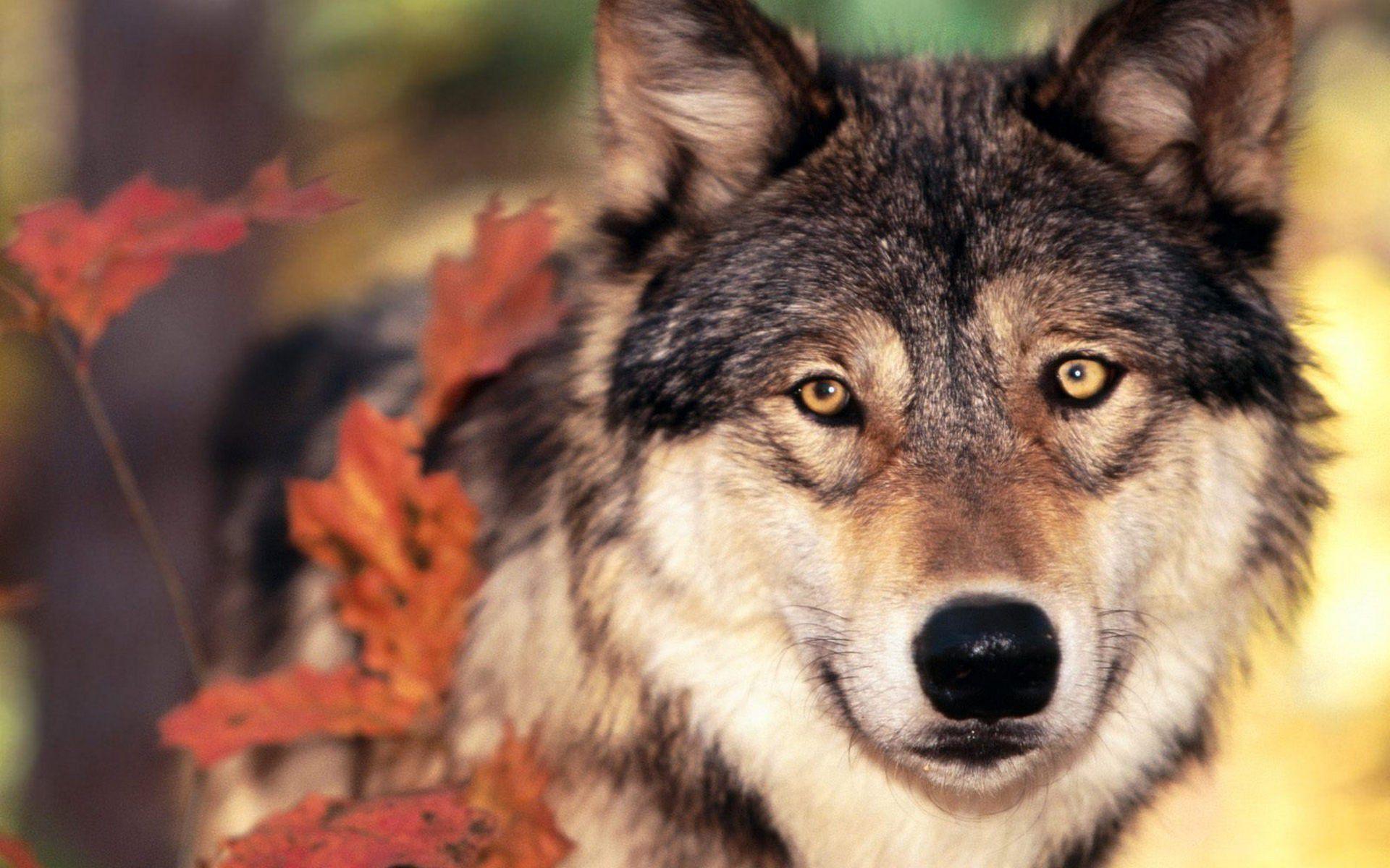 Close Up Wolf Face HD Wallpaper