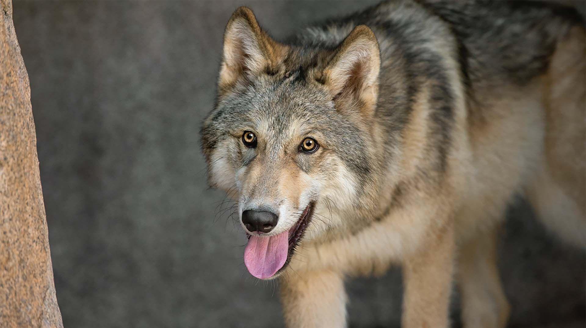 Wolf Picture (24)