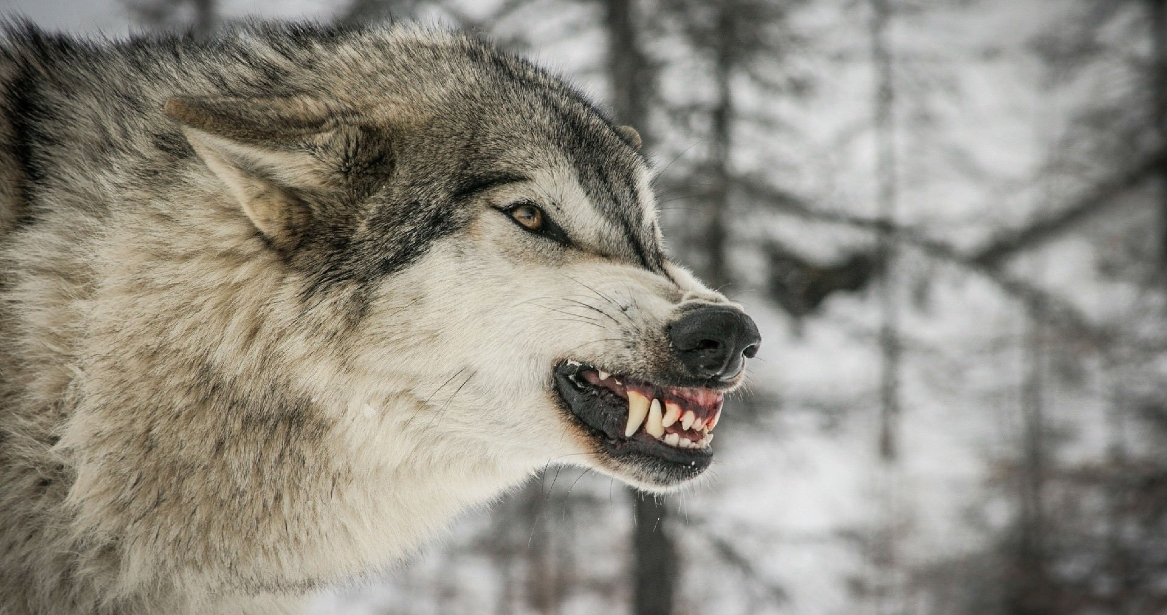 Anger Wolf Face Wallpaper 4K (4096x2160) Resolution